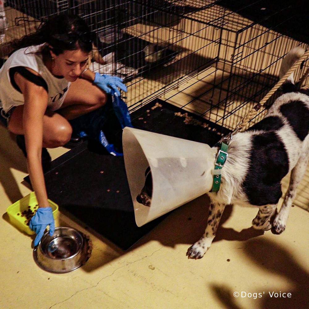 Send Urgent Aid to Families and Pets During Greece Wildfires、mySite、camillekostekn