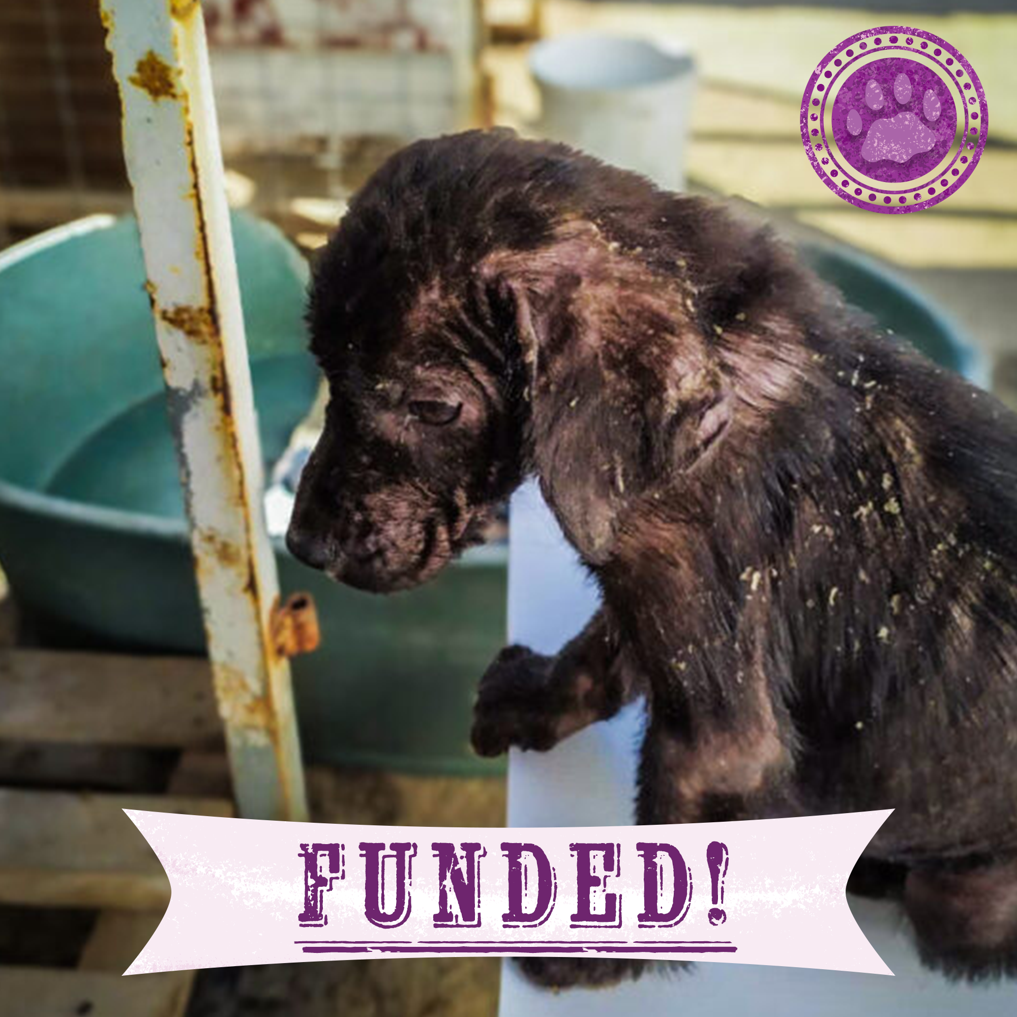 Funded: Parasite-Riddled Puppy Found Alone Needs Immediate Care To Survive、mySite、camillekostekn