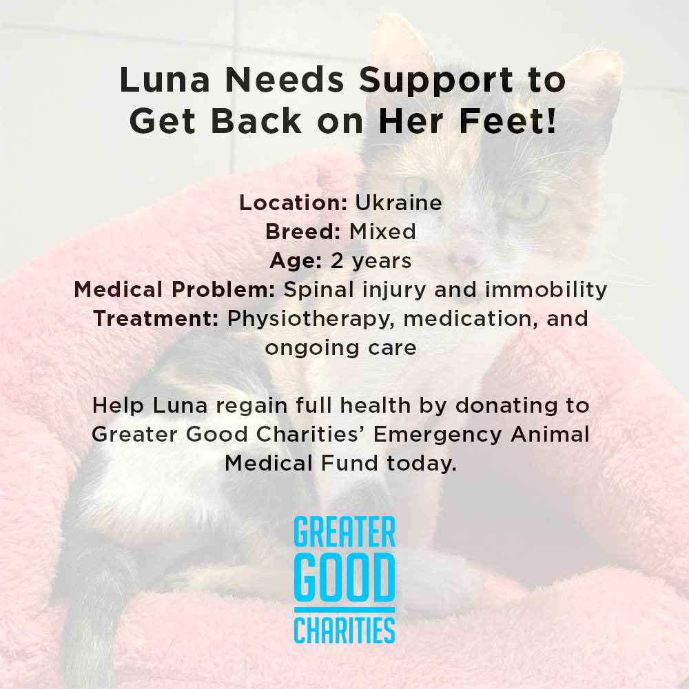 Funded: Luna Needs Support to Get Back on Her Feet、mySite、camillekostekn