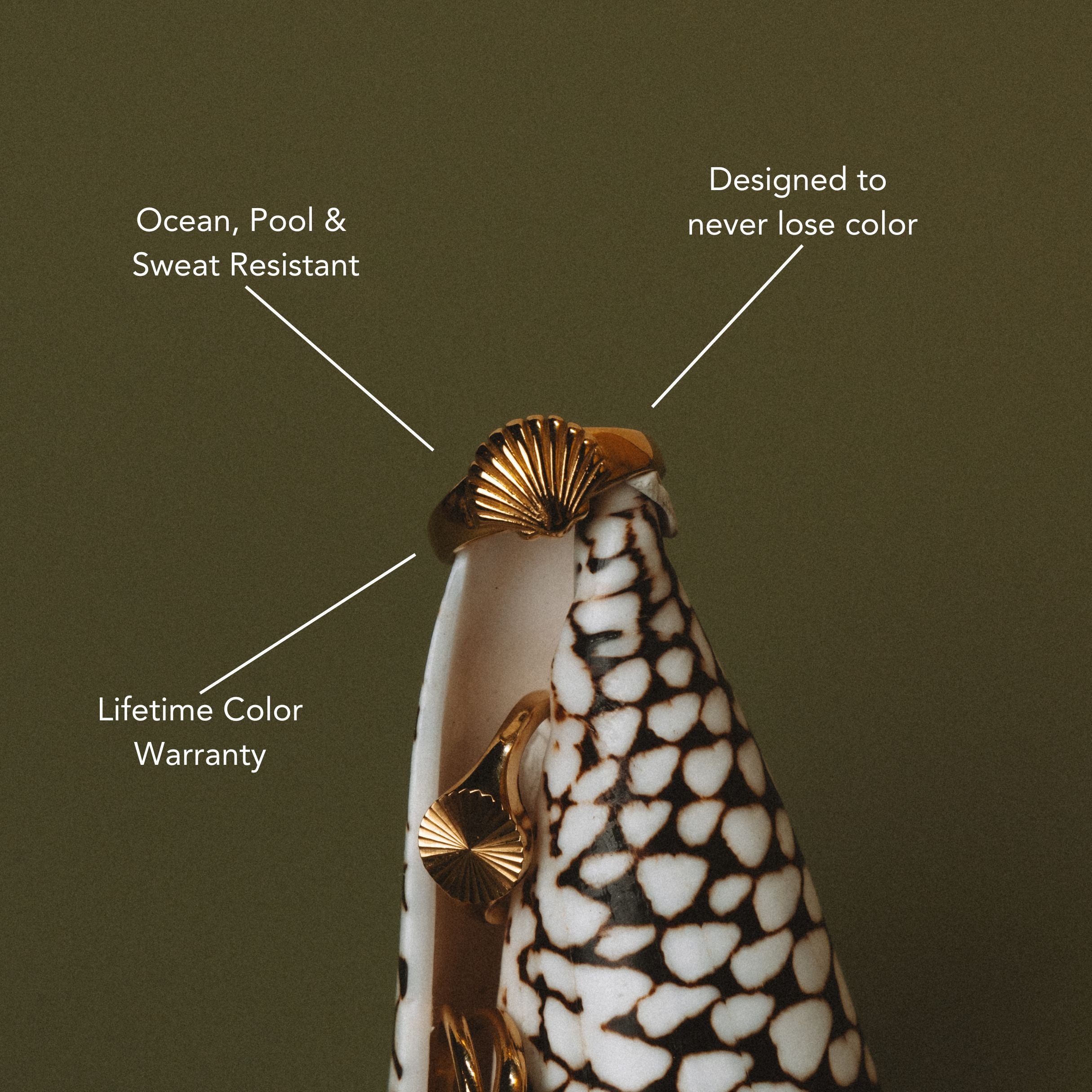 Seashell Ring、mySite、hinf8tx79