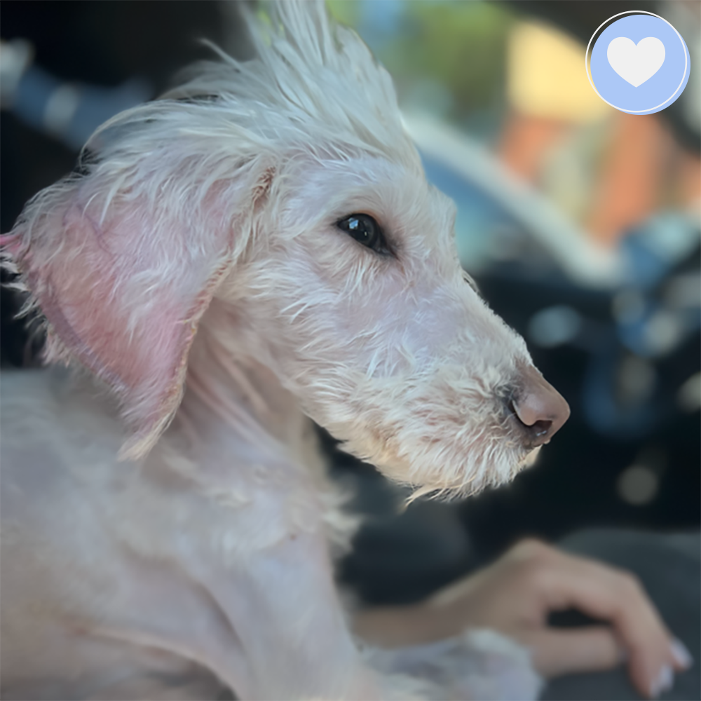 Funded - Help Junie Recover From Infection、mySite、camillekostekn