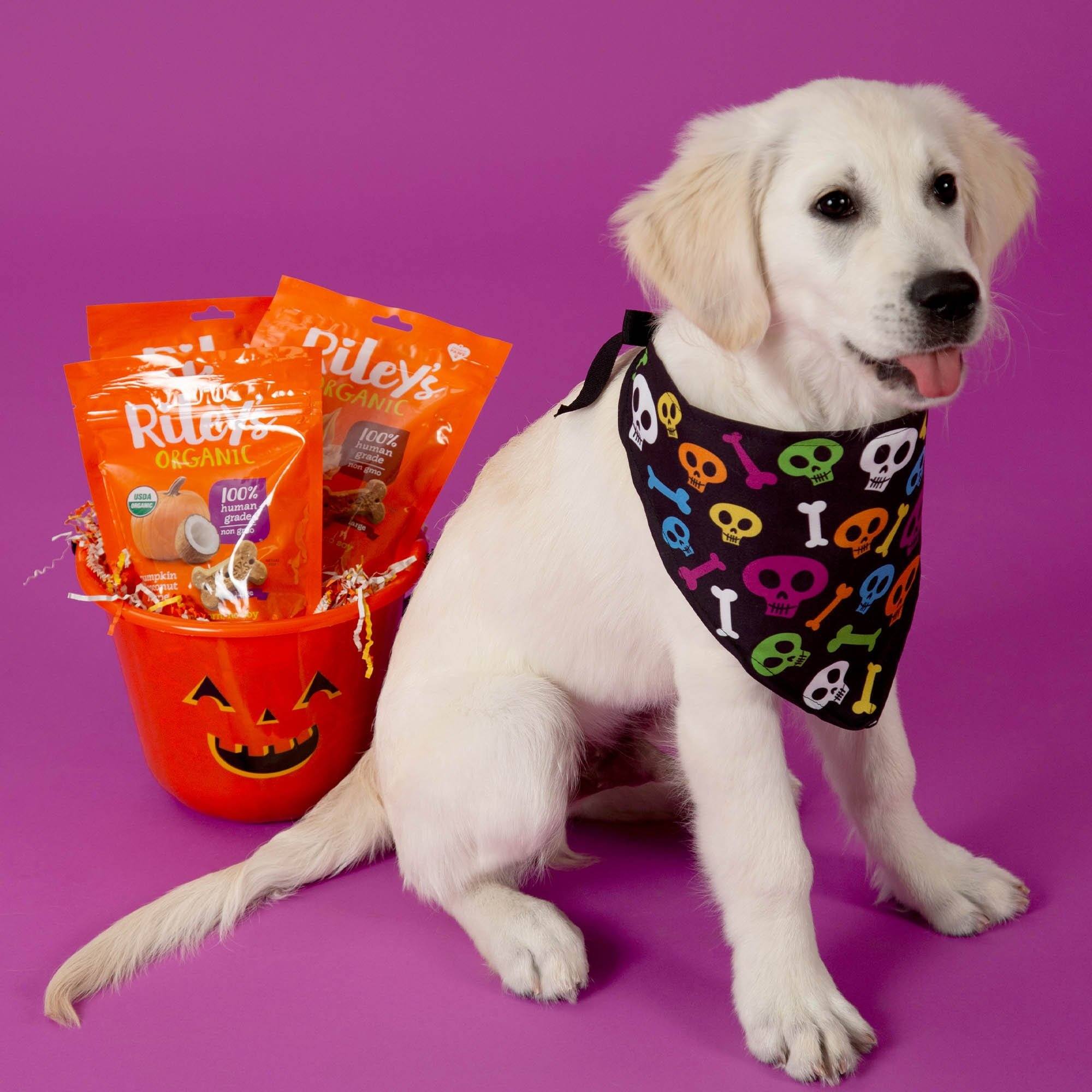 Halloween Treats for Shelter Animals、mySite、camillekostekn