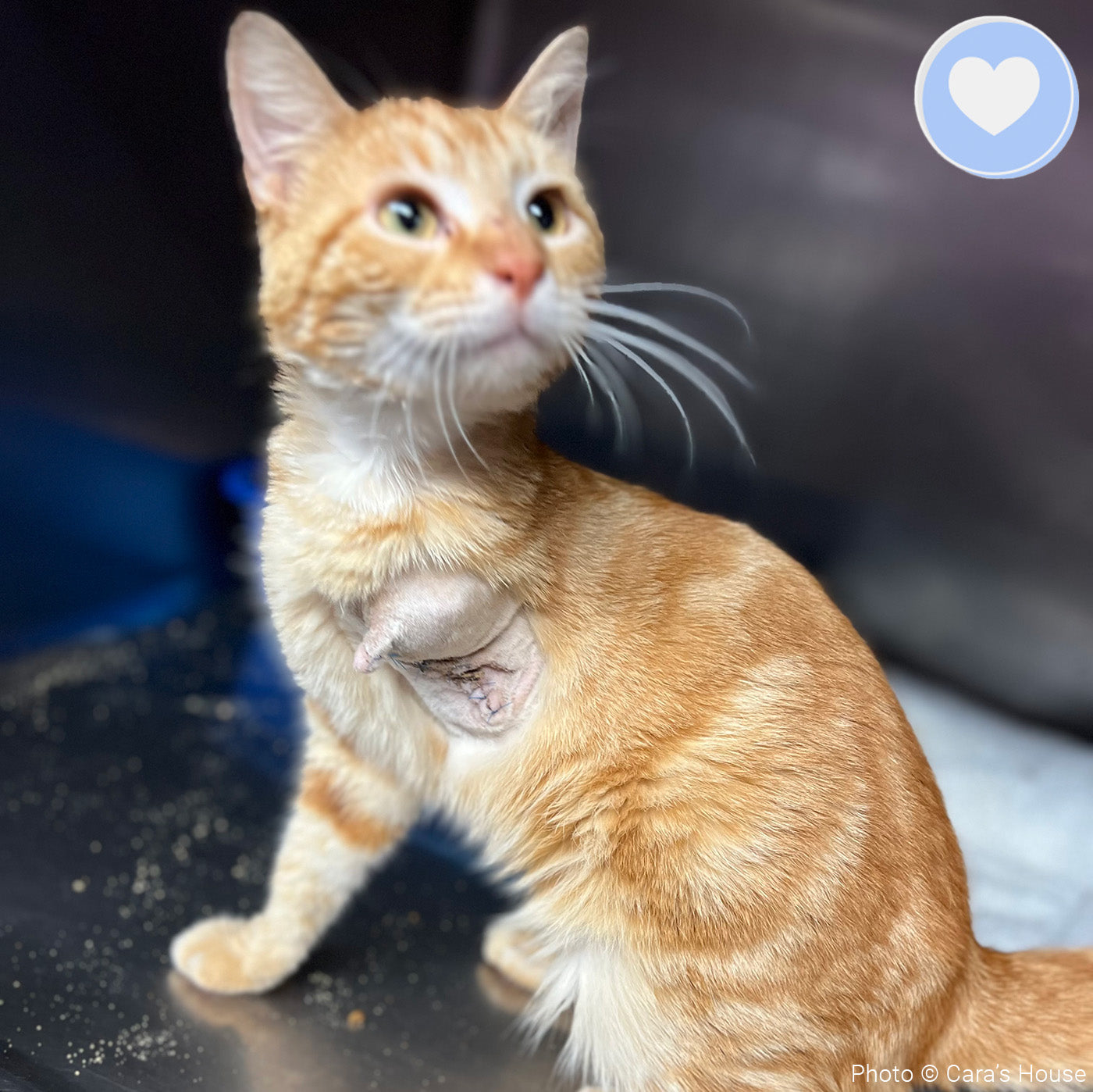 Funded - Help Pogo Walk Again、mySite、camillekostekn