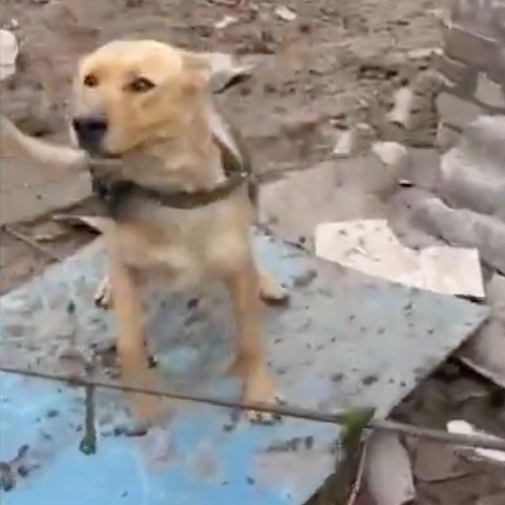 Help Elliot, Traumatized From War Zone, Heal、mySite、camillekostekn