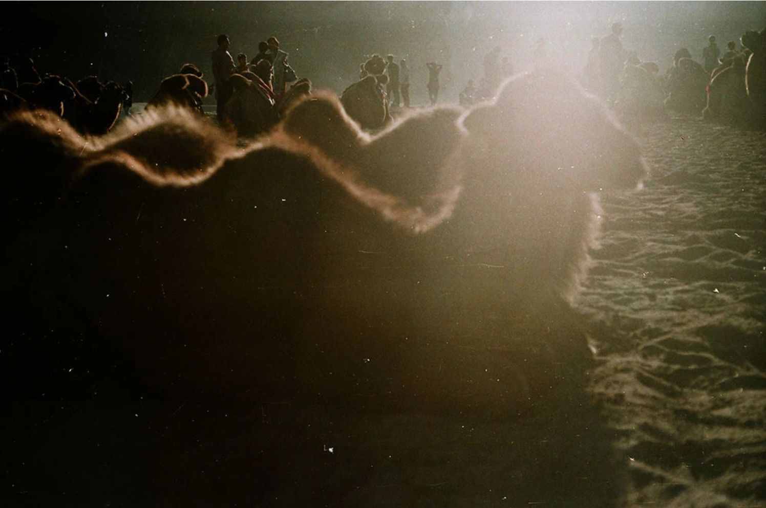 'Double hump camels at Nubra valley' - Aman Chotani original print、mySite、topwebapps