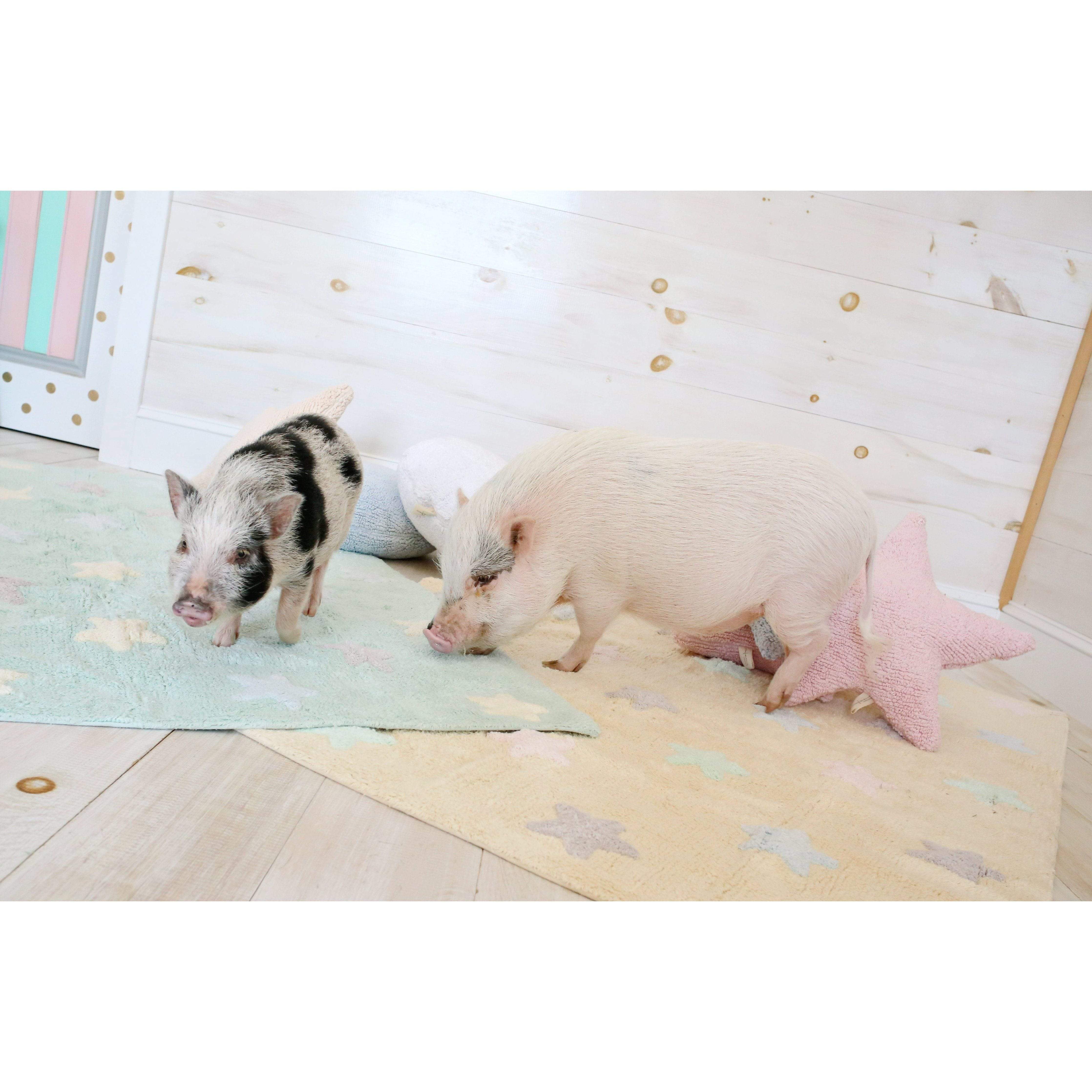 Star Pink Cushion、mySite、gigharbornorthrealestate