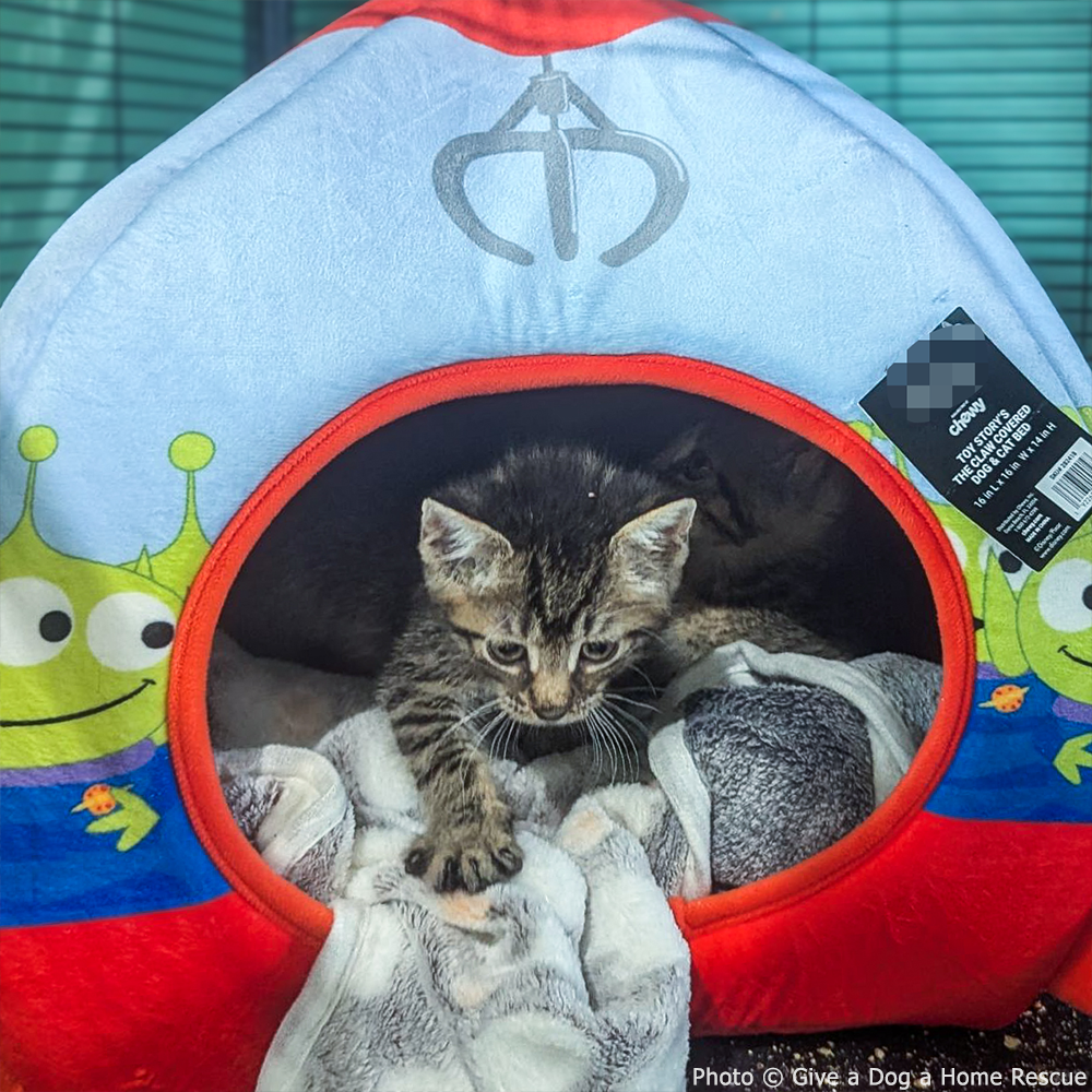 GivingTuesday: Care Package Drive for Shelter Pets、mySite、camillekostekn