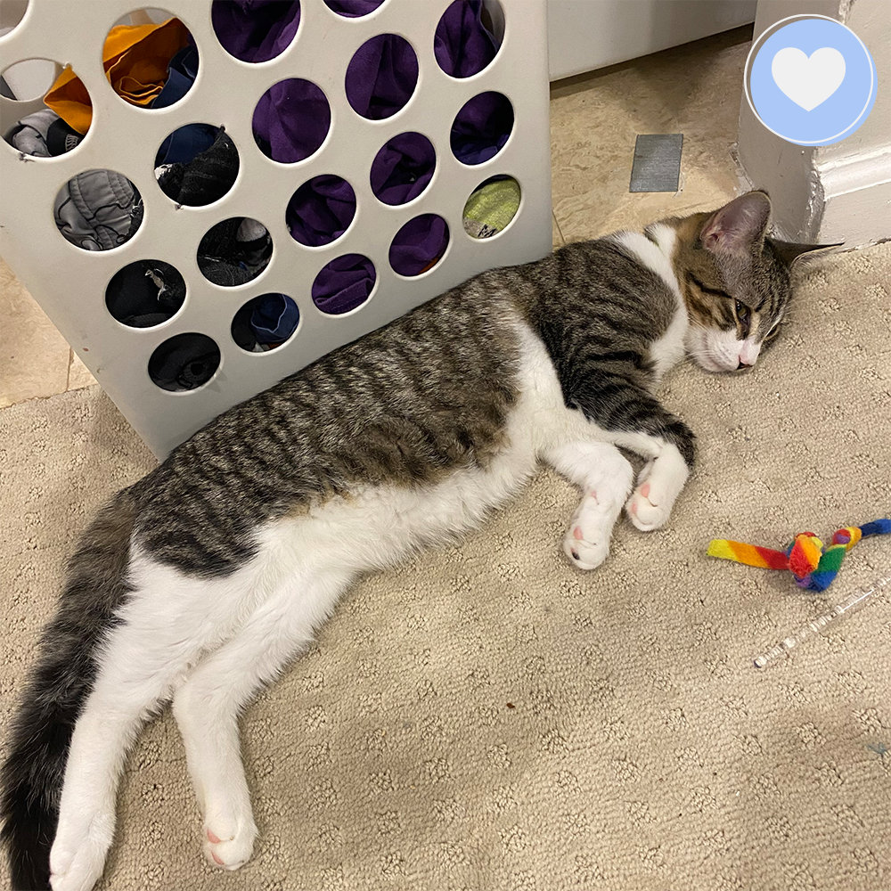 Funded: Give Davey a Second Chance、mySite、camillekostekn