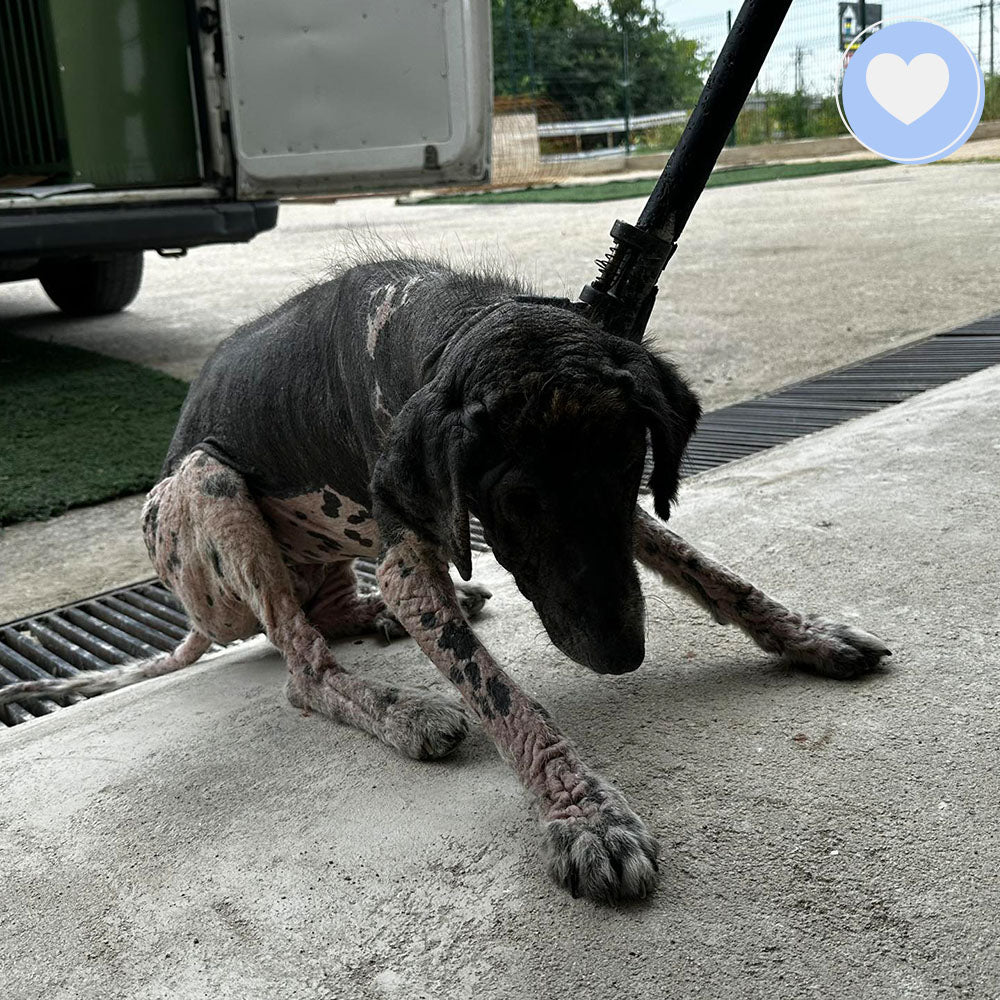 Funded: Hercules Needs Your Help to Get His Strength Back、mySite、camillekostekn