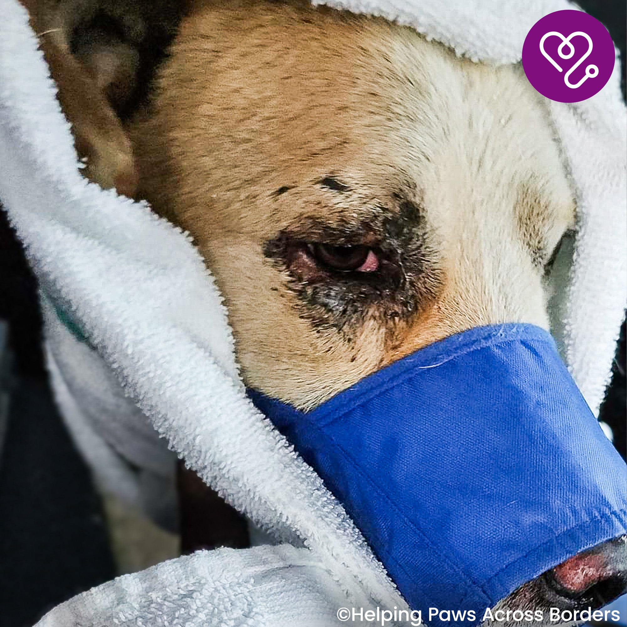 Funded: Support Bear as He Recovers From Severe Burns、mySite、camillekostekn