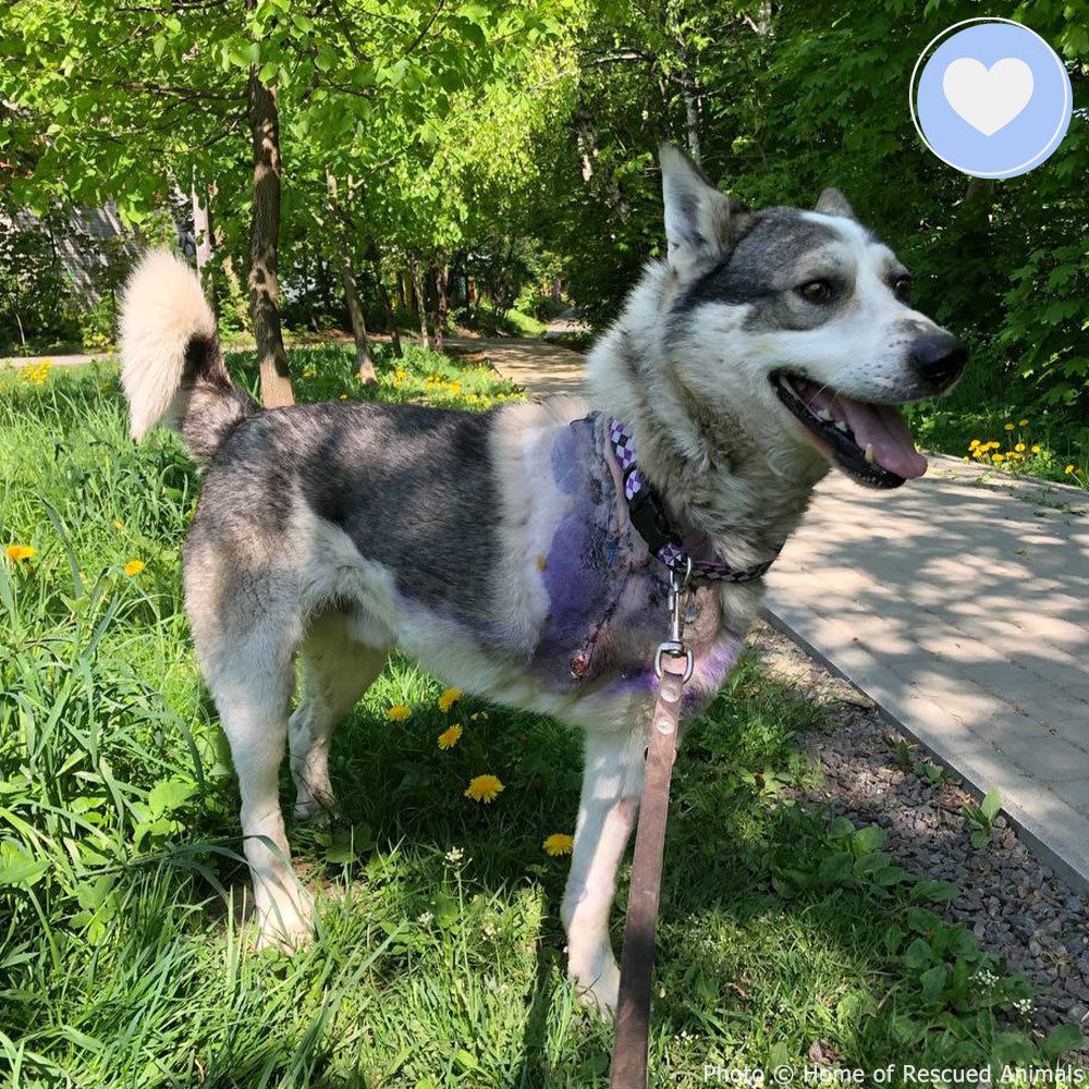 Funded: Zubik was Injured in a Missile Strike: You Can Help、mySite、camillekostekn