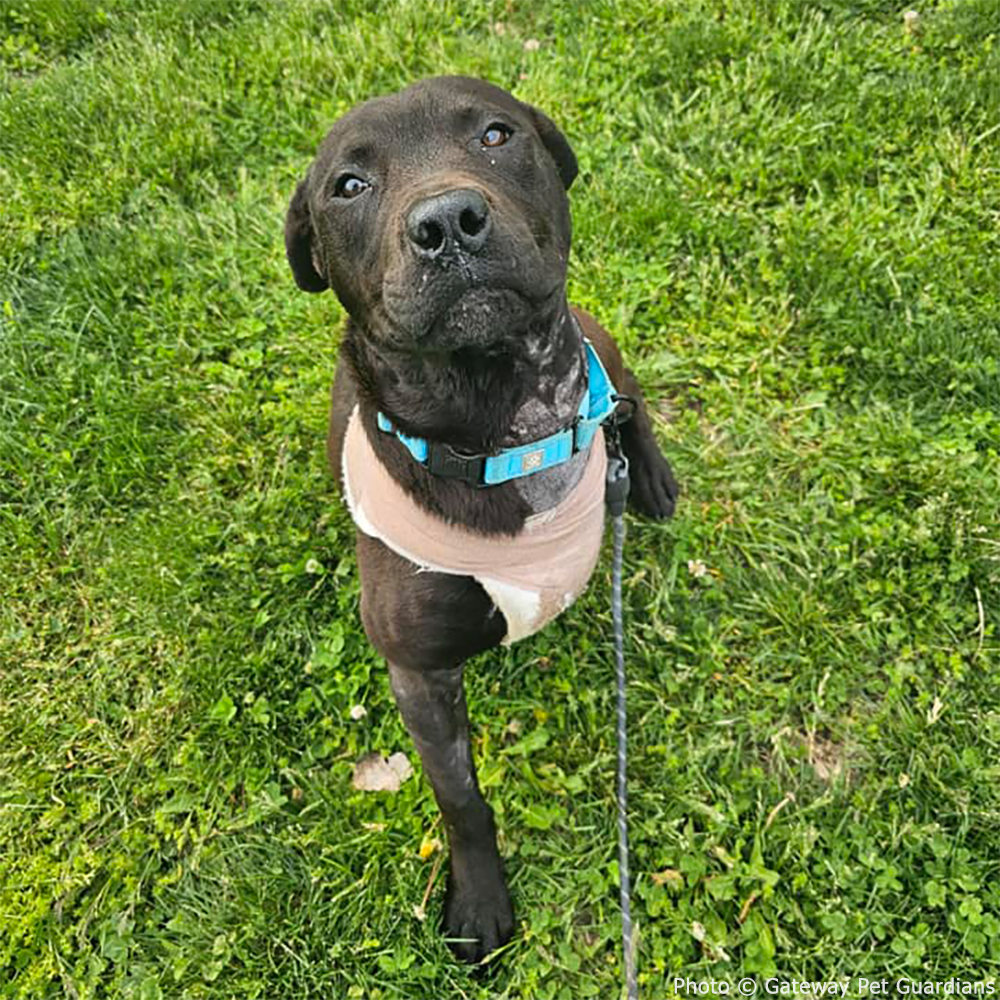 Funded: Help Three-Legged Morpheus Thrive、mySite、camillekostekn