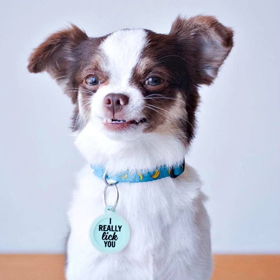 Pet Dog Tags Made in the USA, Recycled Metal, Glow in Dark, Waterproof *、mySite、g9winljtr