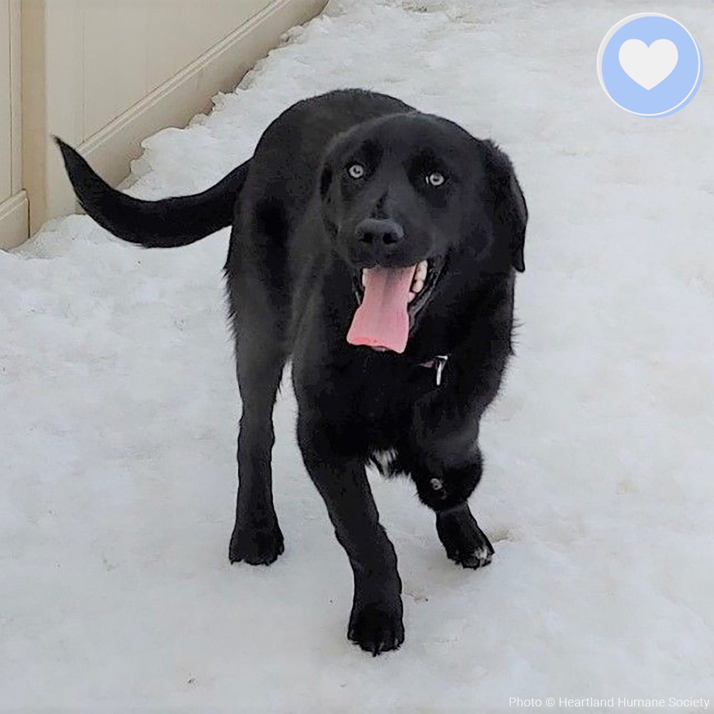 Funded - Help Lou Walk Again、mySite、camillekostekn