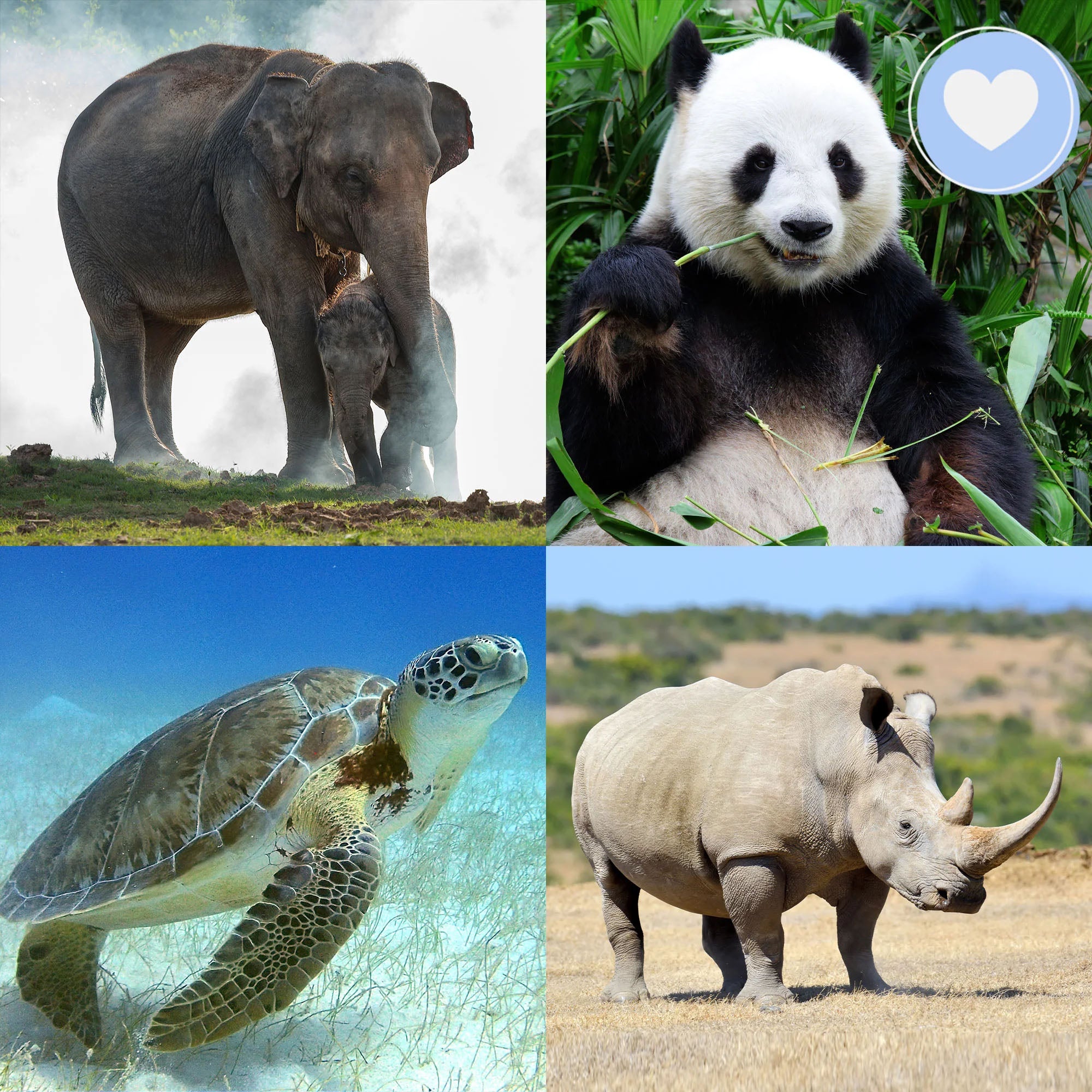 Giving Tuesday: Act Now Before Critically Endangered Species Disappear、mySite、camillekostekn