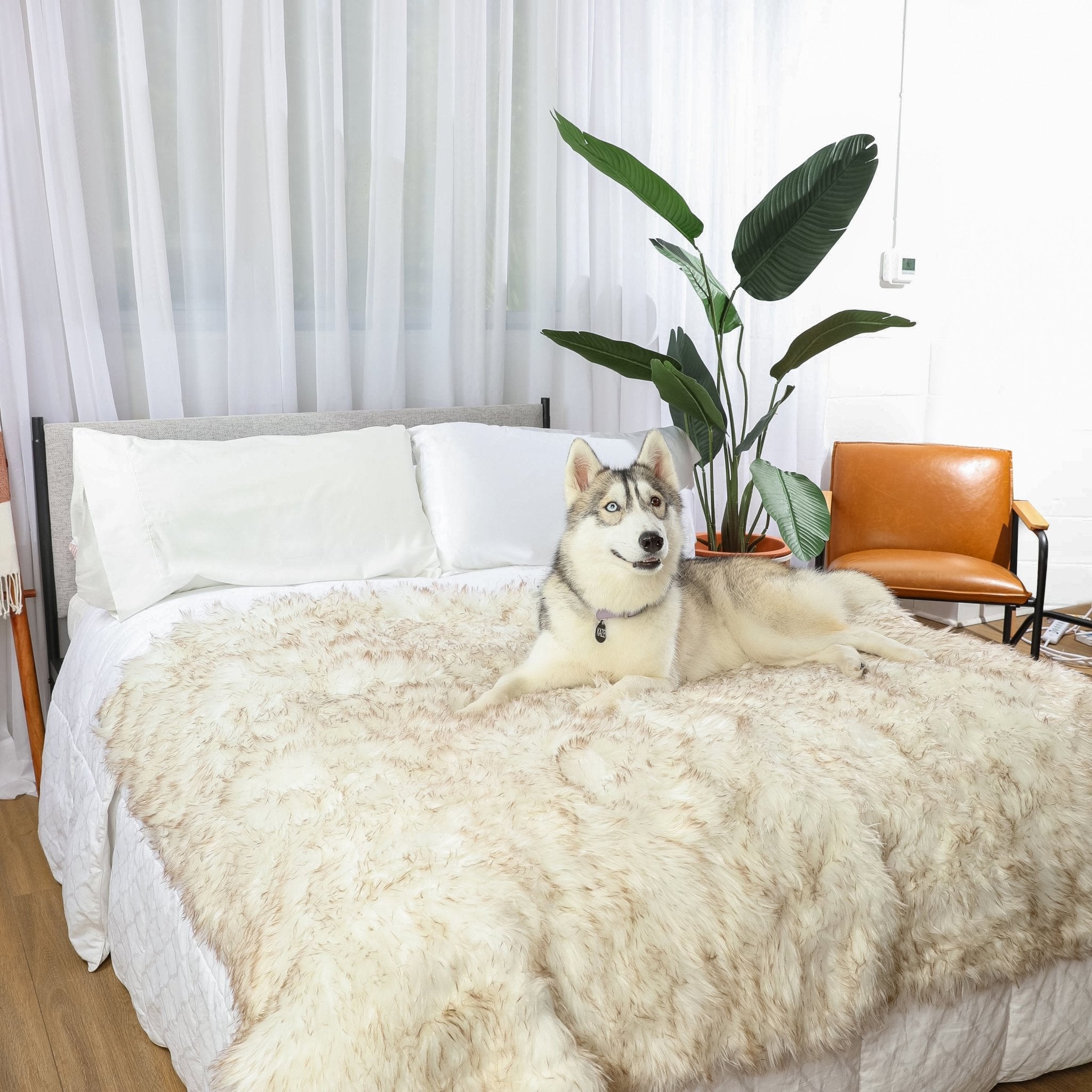 PupProtector™ Waterproof Throw Blanket - White with Brown Accents、mySite、solidvoid