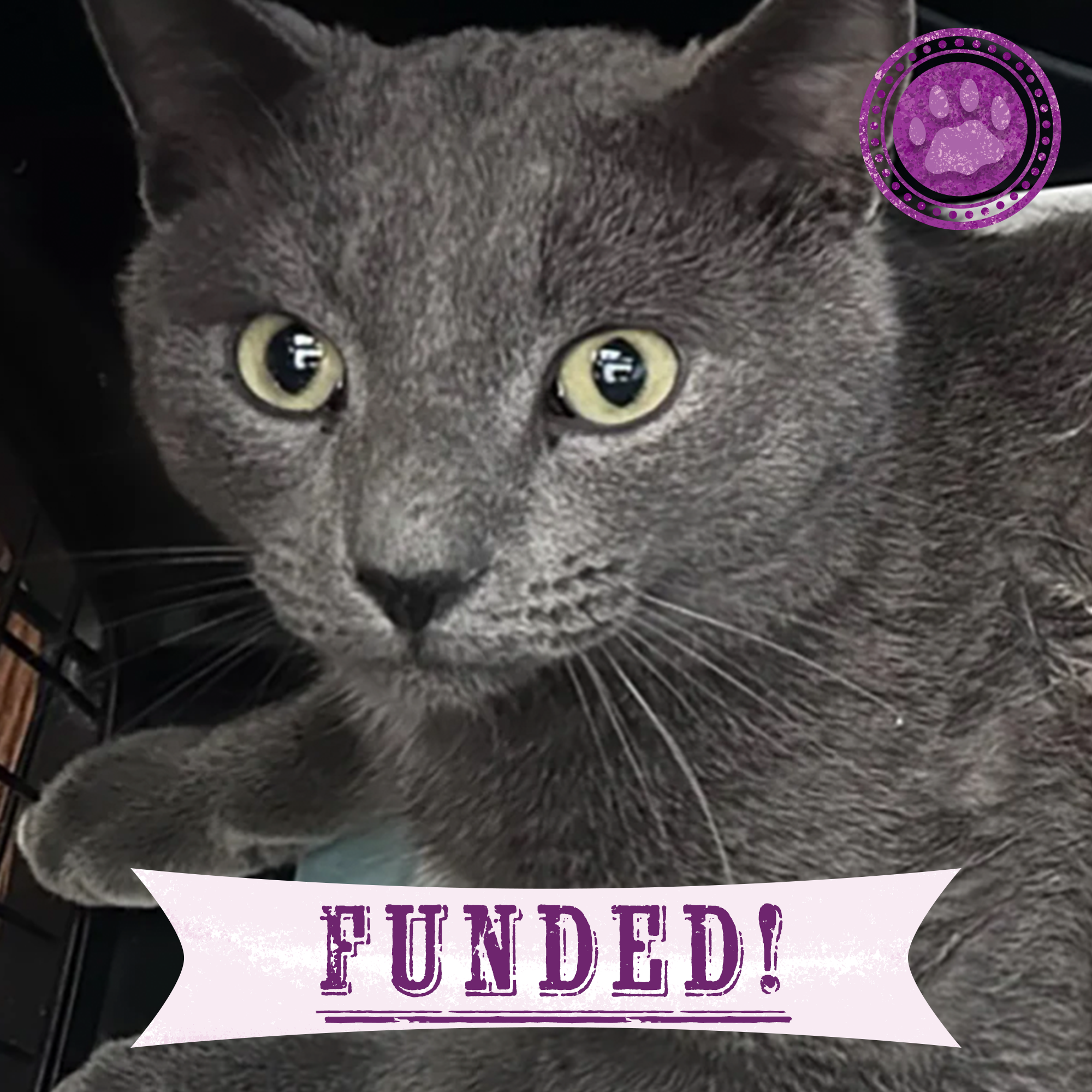 Funded: Help Abused Jasper Blu Walk Again、mySite、camillekostekn