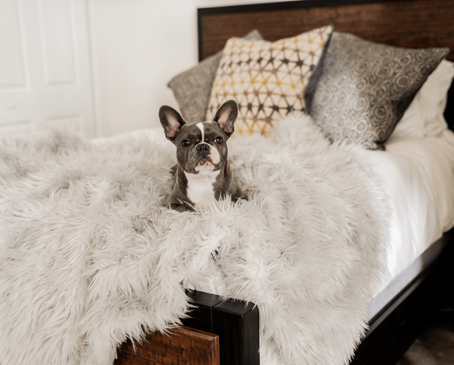 PupRug™ Orthopedic Bed + Matching Waterproof Blanket Bundle - Rectangle Grey、mySite、solidvoid