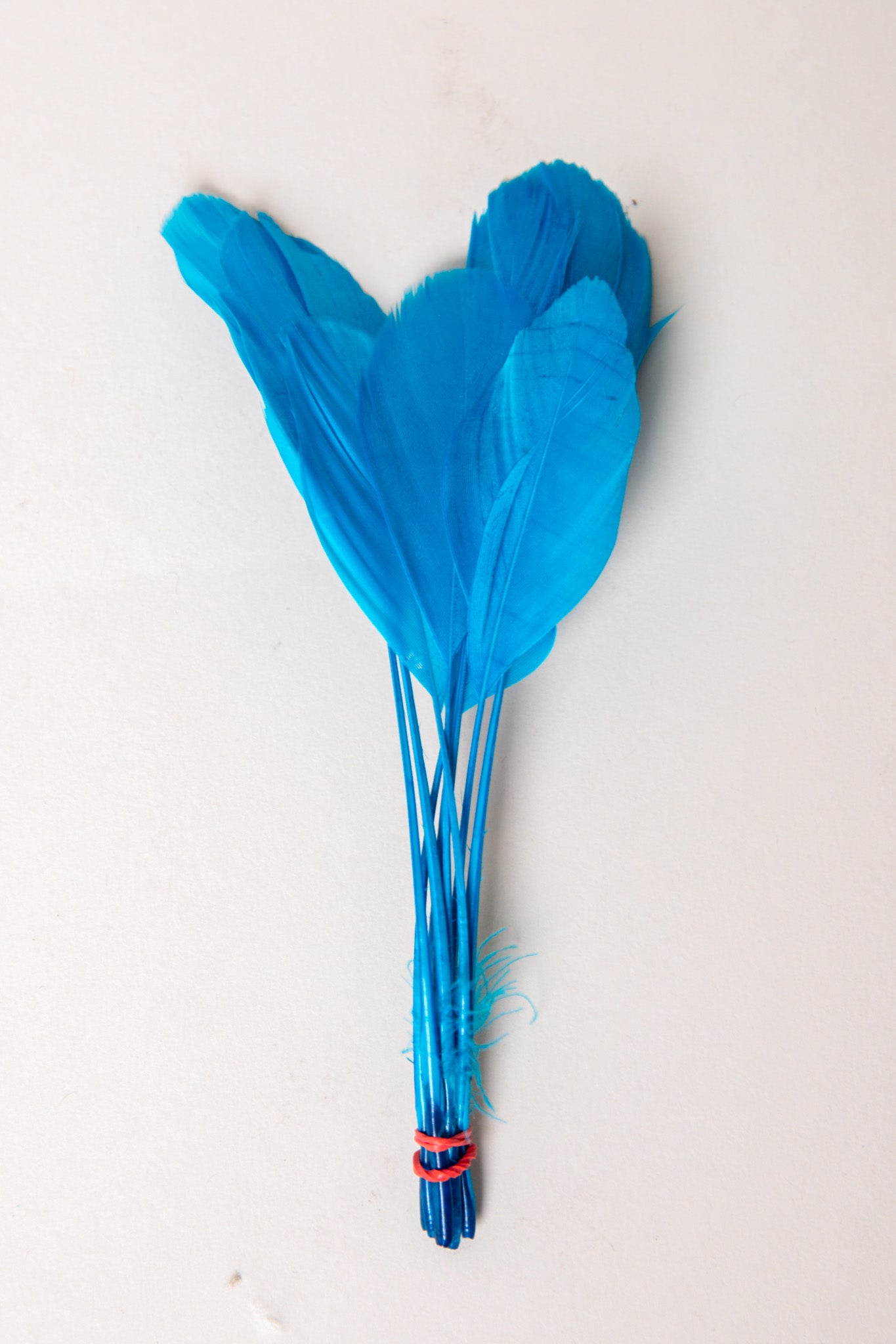 Stripped Coque Feathers Bundle of 8- Red Rubber Band、mySite、hinf8tx79