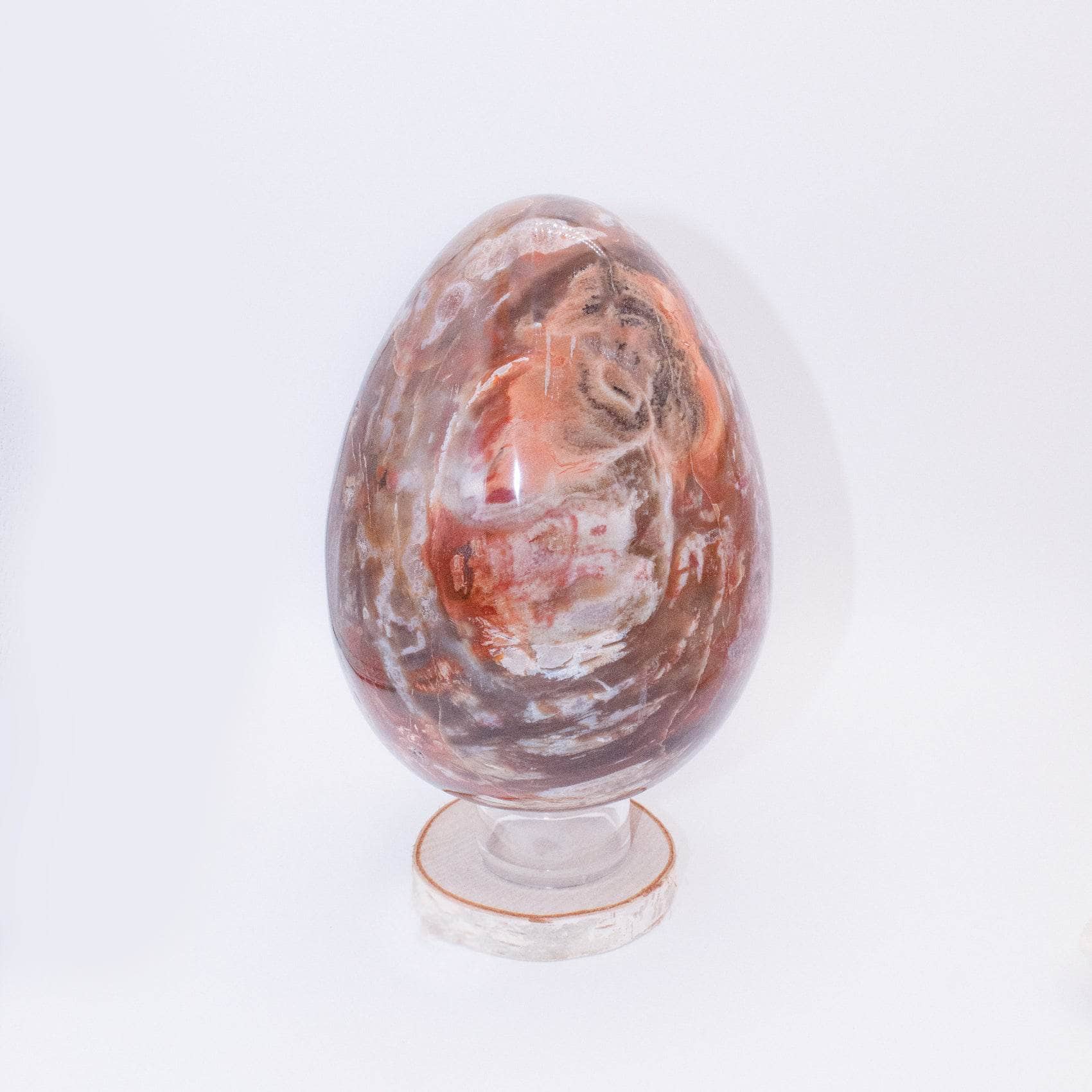 Petrified Wood Egg - AAA Premium Quality、mySite、hinf8tx79