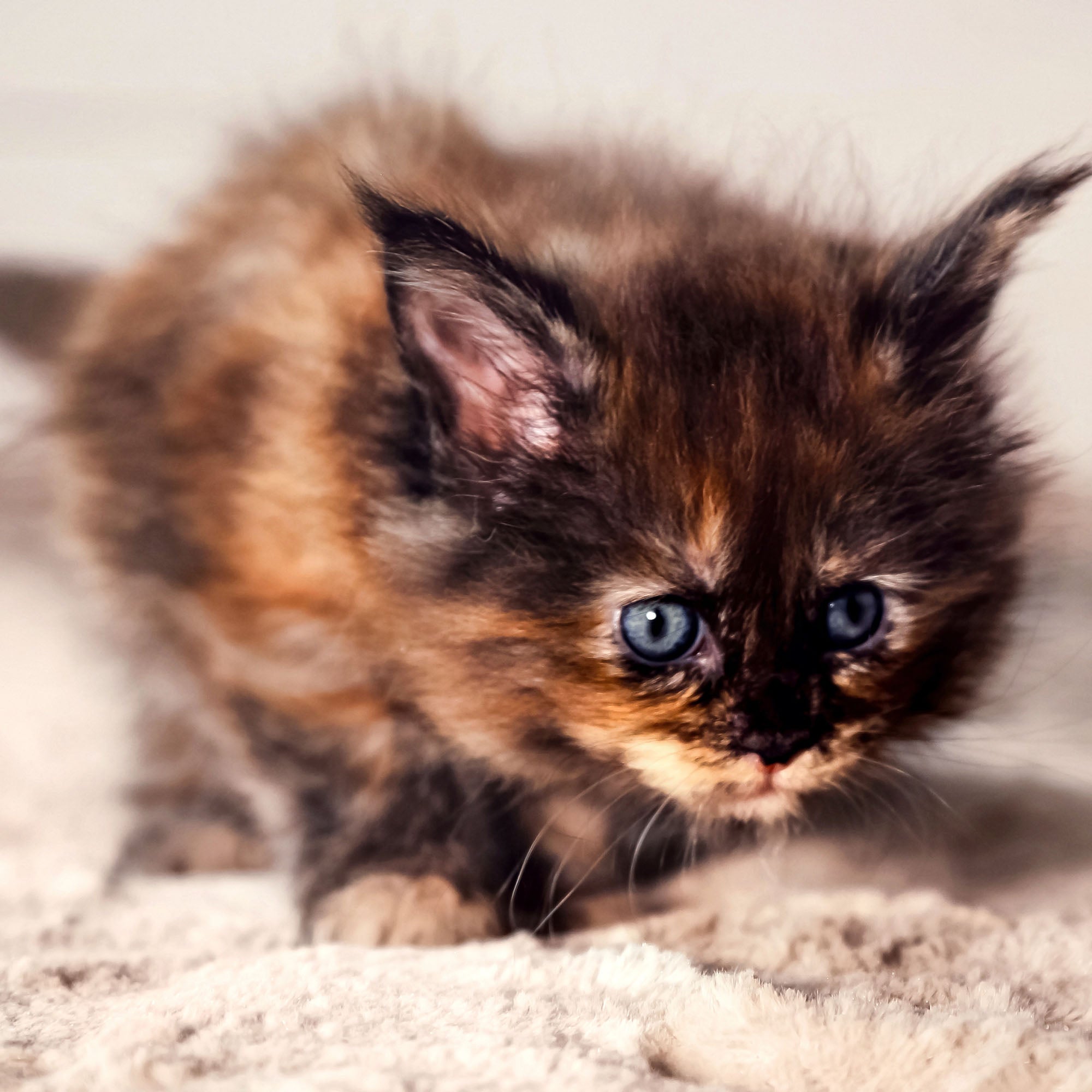 Help Save Newborn Kittens、mySite、camillekostekn