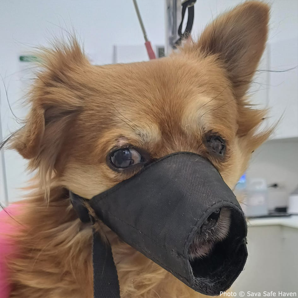 Funded: Misu Needs Your Support After Losing Leg to Infection、mySite、camillekostekn