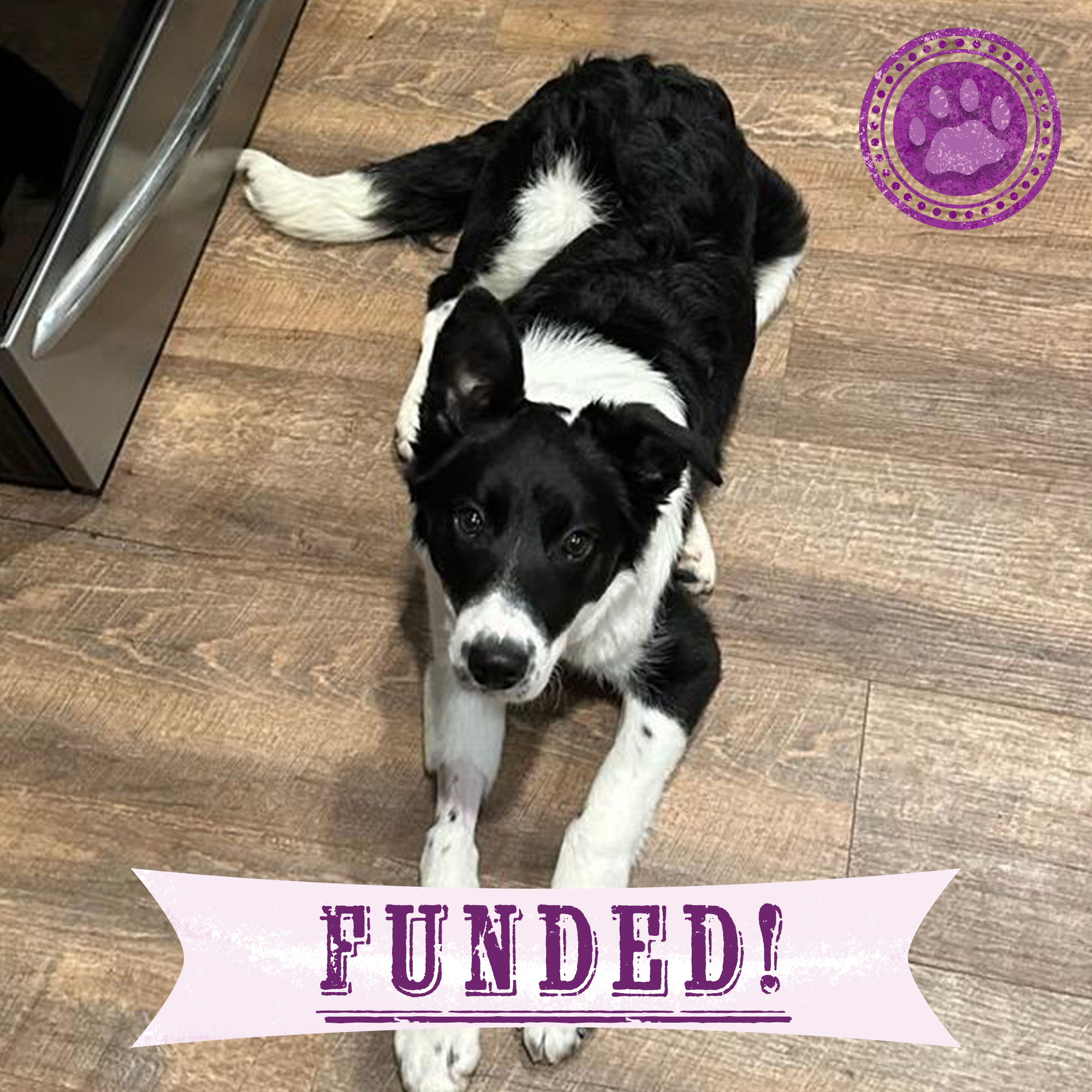 Funded: Help Bean Get Back on Her Feet、mySite、camillekostekn