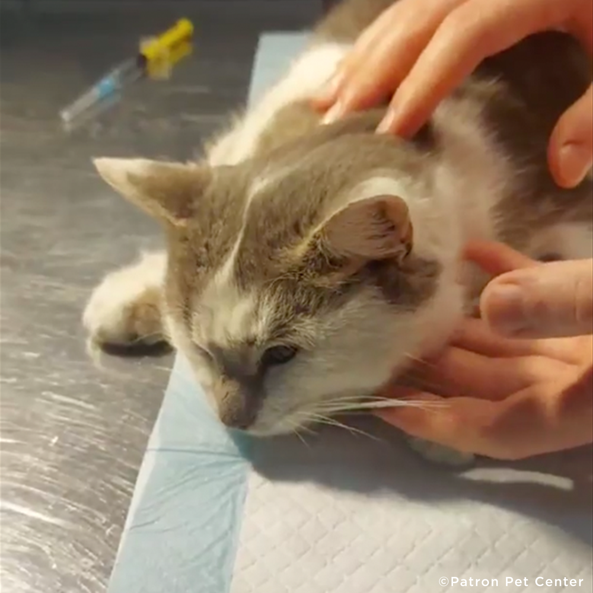 Funded: Starving Cat Rescued from Destroyed Village Needs Emergency Care、mySite、camillekostekn