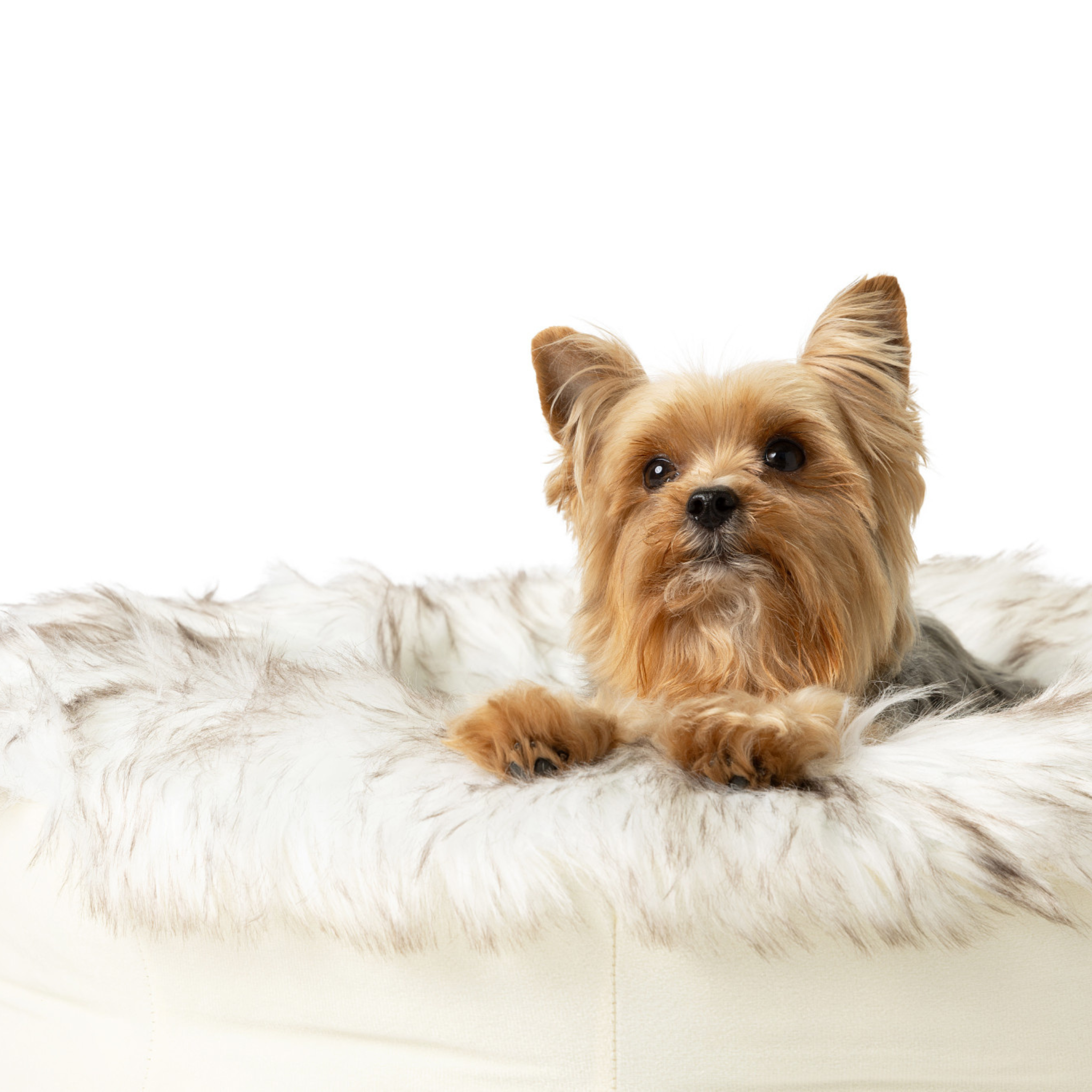 PupPouf™ Faux Fur Donut Dog Bed - White with Brown Accents、mySite、solidvoid