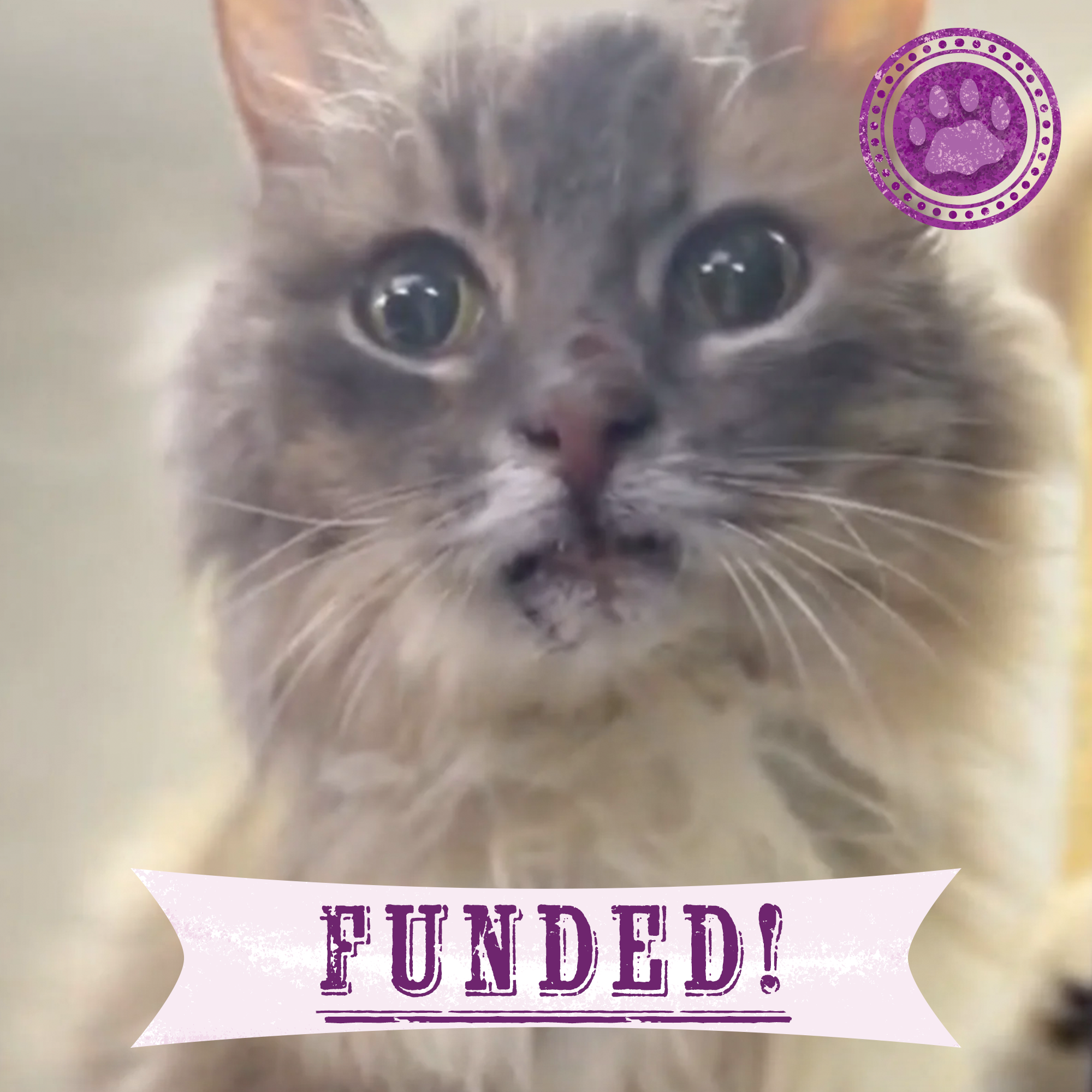 Funded: Help Senior Cat Rescued From Frontlines Heal、mySite、camillekostekn
