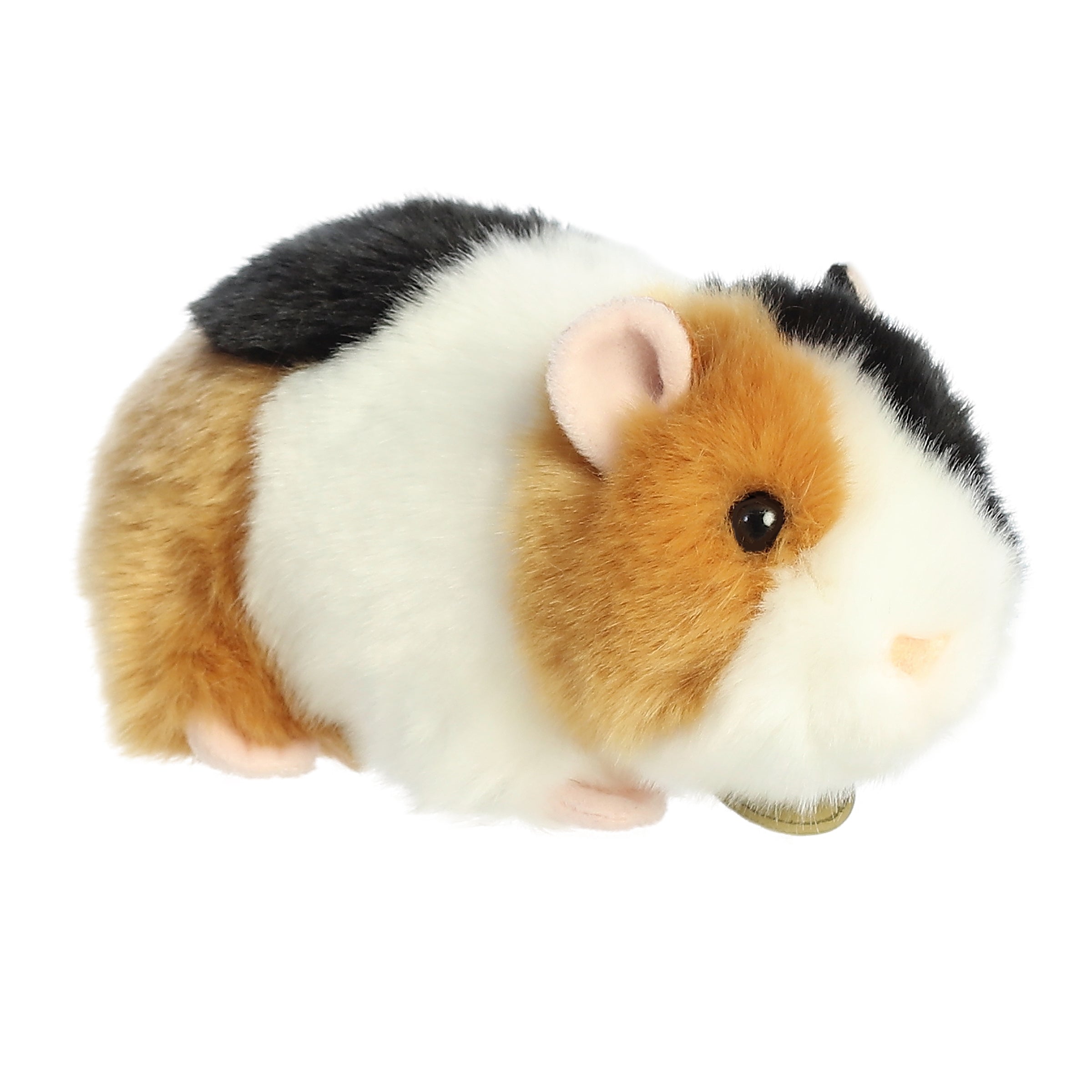 Aurora® - Miyoni® - 7.5 American Guinea Pig、mySite、g9winljtr
