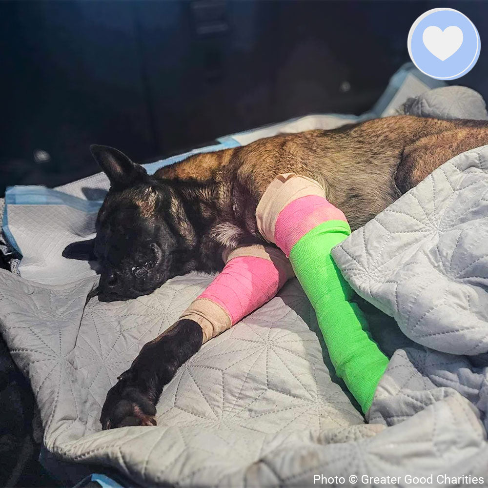 Funded: Help Callan Recover After Being Hit By A Car、mySite、camillekostekn