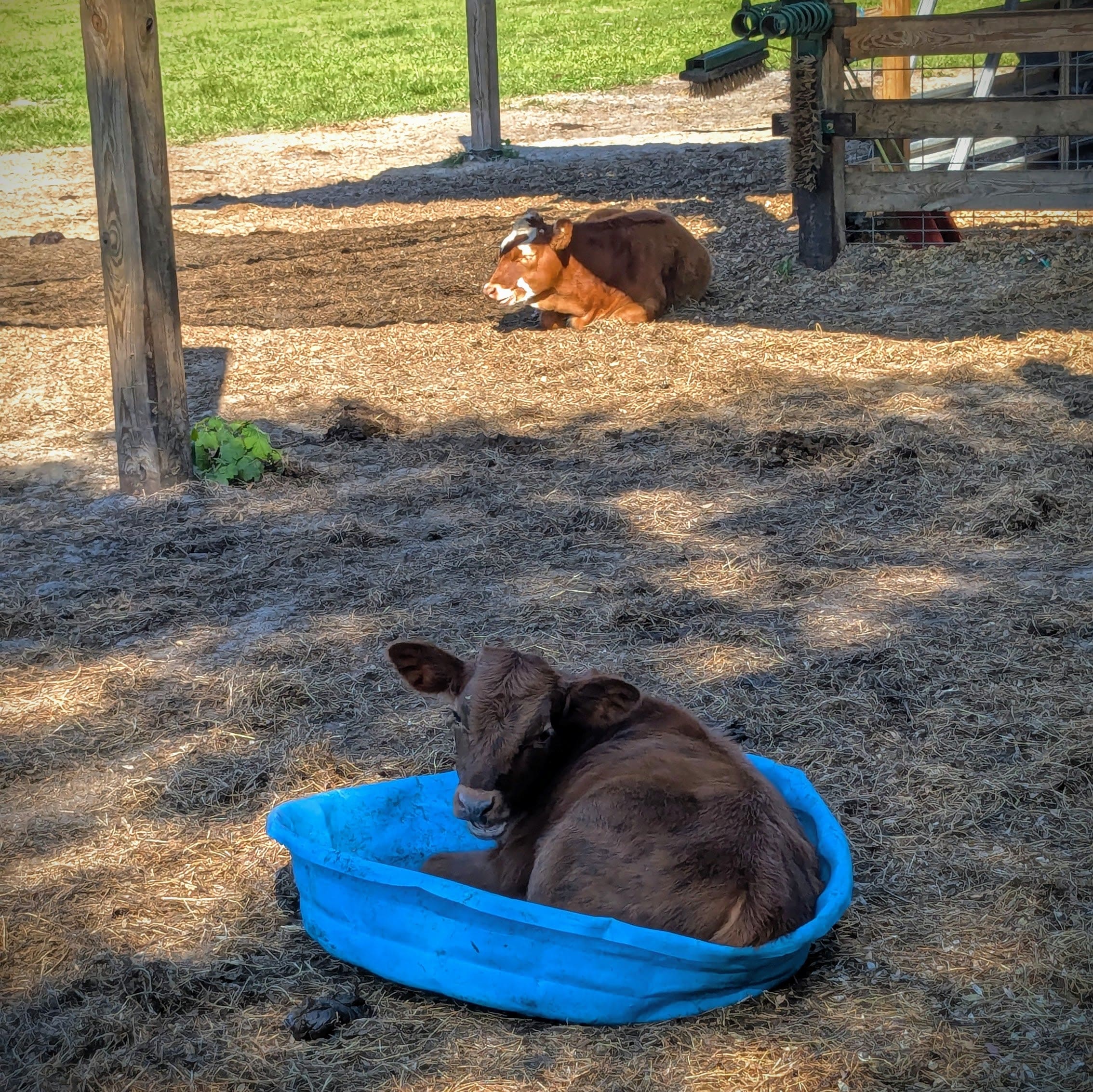 Cow Cuddle EXPERIENCES Gift Certificate-Great Gift Idea!、mySite、g9winljtr