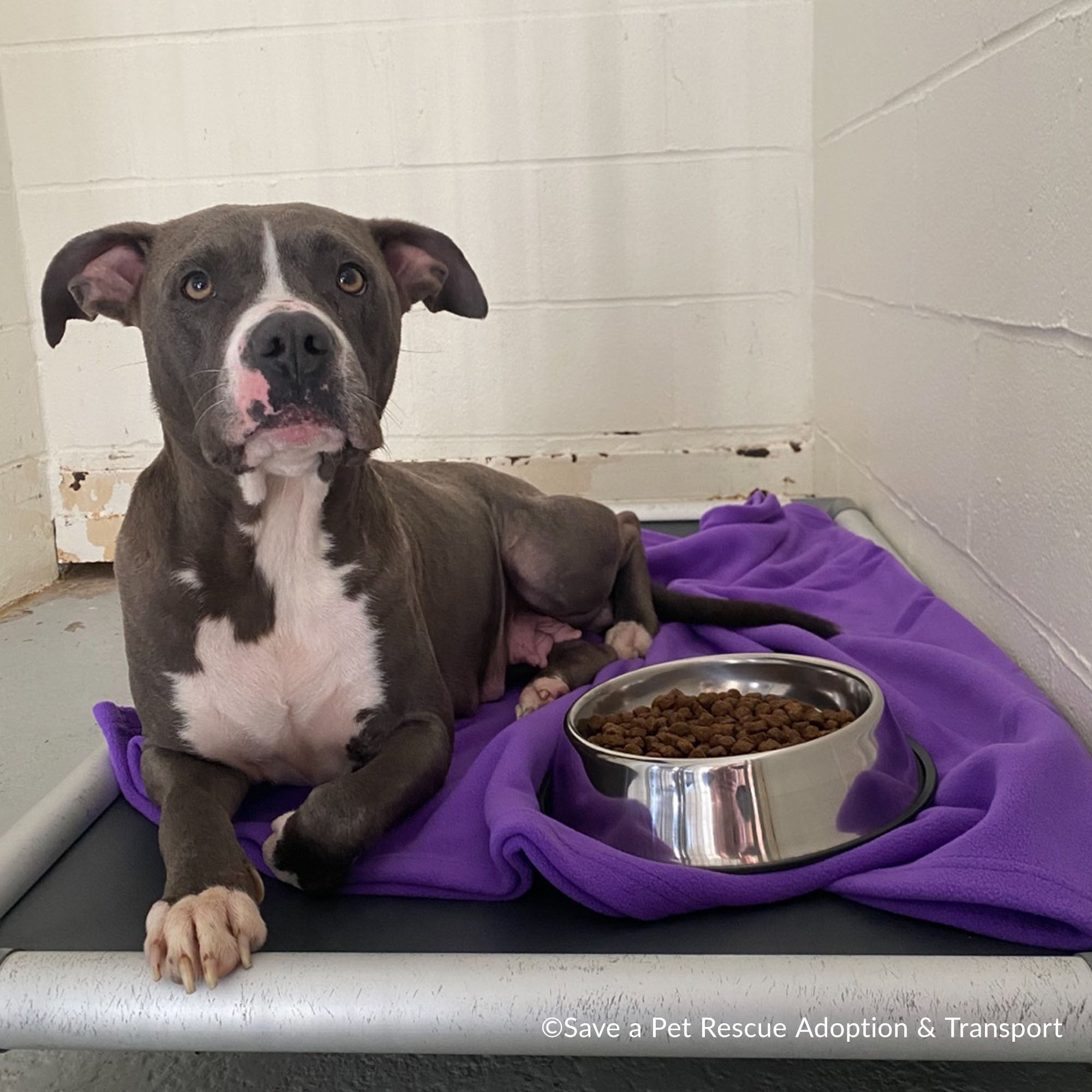 Emergency Pet Rescue & Care、mySite、camillekostekn