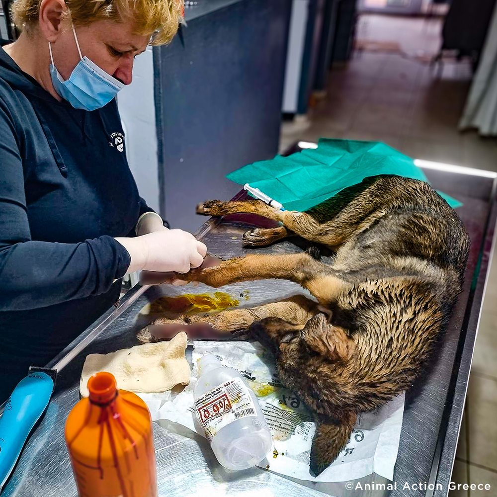 Funded: Help Severely Injured Dog With Rotting Wounds Keep Her Legs、mySite、camillekostekn