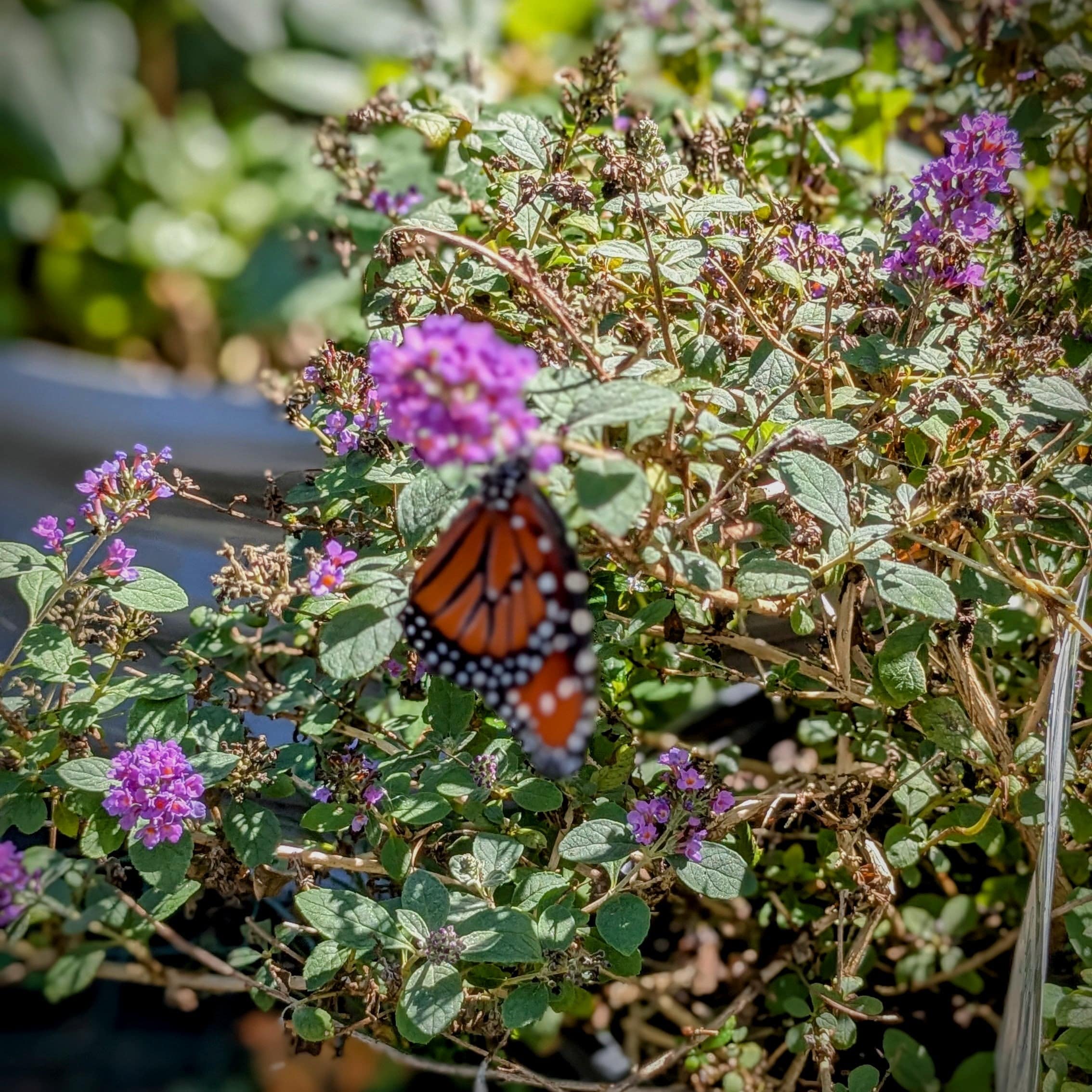 Cow Cuddle EXPERIENCES Gift Certificate-Great Gift Idea!、mySite、g9winljtr