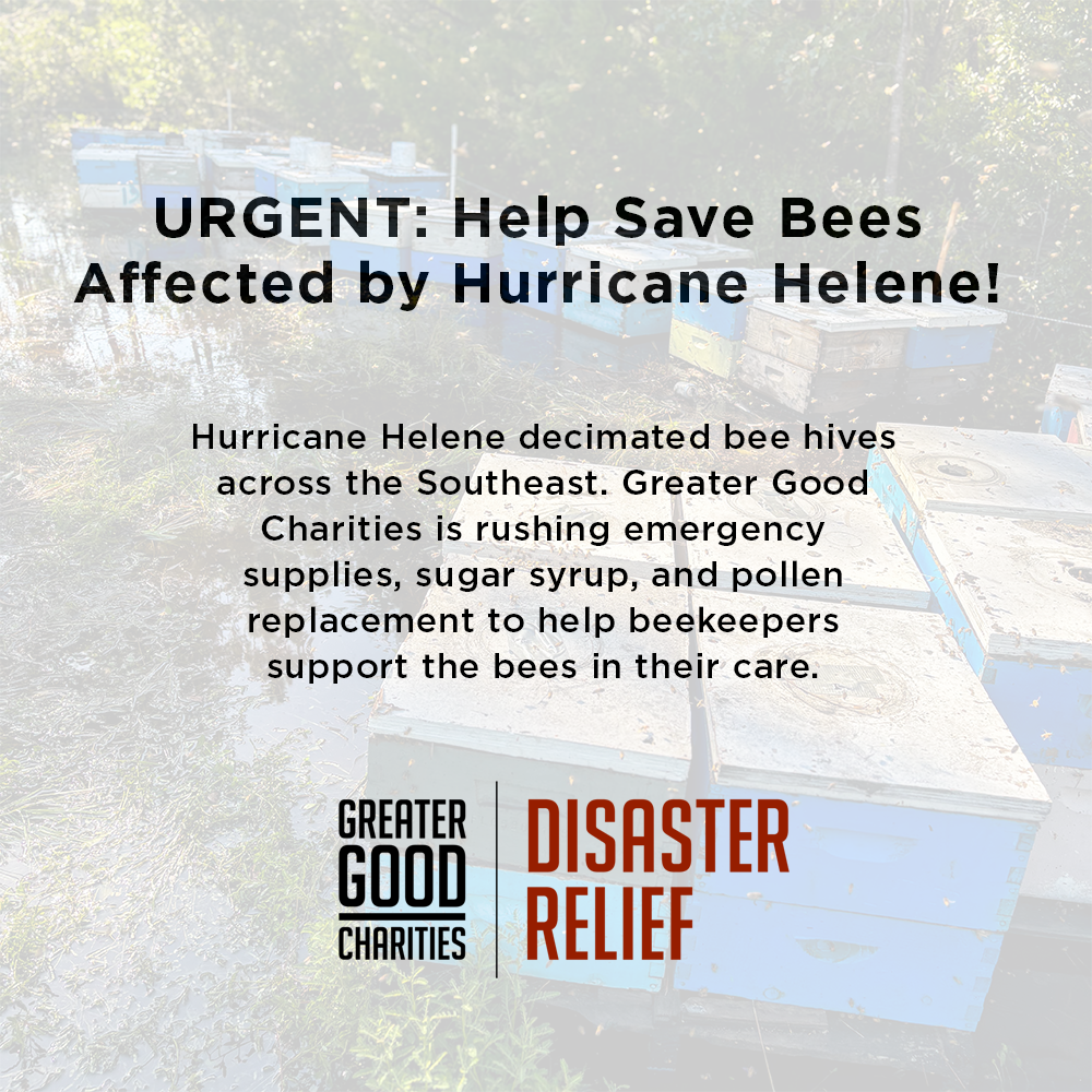URGENT: Help Feed Bees Struggling to Survive After Hurricane Helene & Milton、mySite、camillekostekn