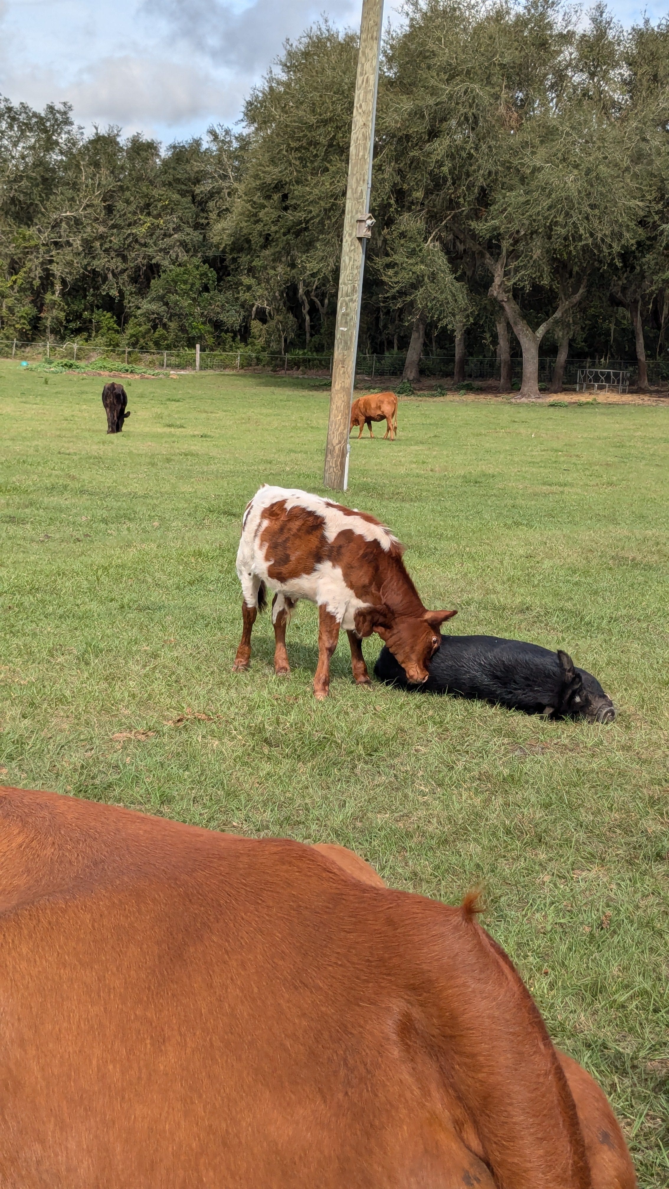 Cow Cuddle EXPERIENCES Gift Certificate-Great Gift Idea!、mySite、g9winljtr