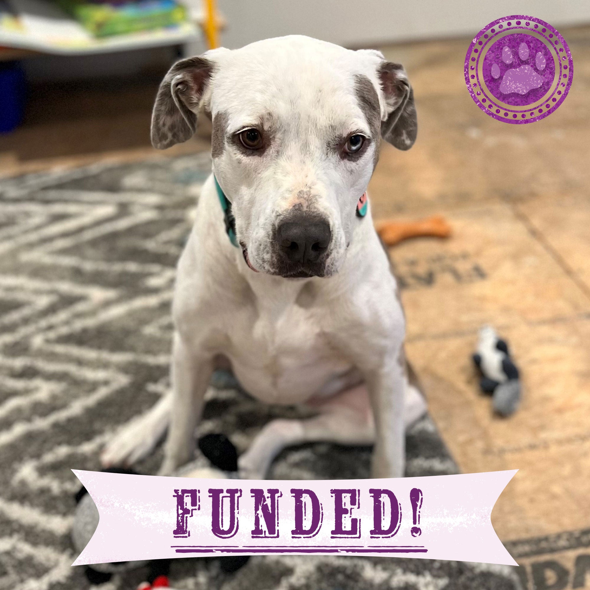 Funded - Help Jade Lose Her Limp、mySite、camillekostekn