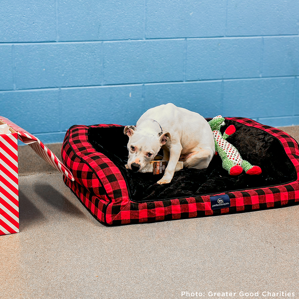 GivingTuesday: Care Package Drive for Shelter Pets、mySite、camillekostekn