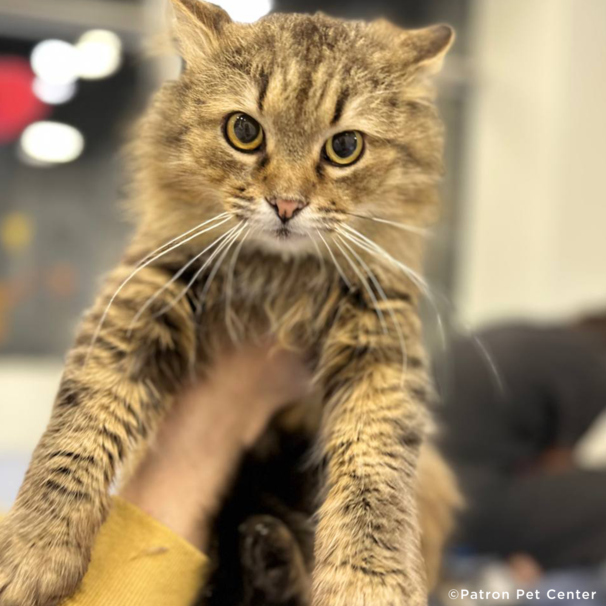 Funded: Help Abandoned Cat Overcome Excruciating Pain、mySite、camillekostekn