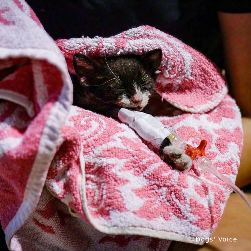 Send Urgent Aid to Families and Pets During Greece Wildfires、mySite、camillekostekn