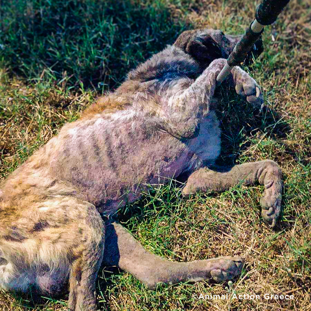 Funded: Senior Dog, Grandpa, Was So Sick He Couldn't Move、mySite、camillekostekn