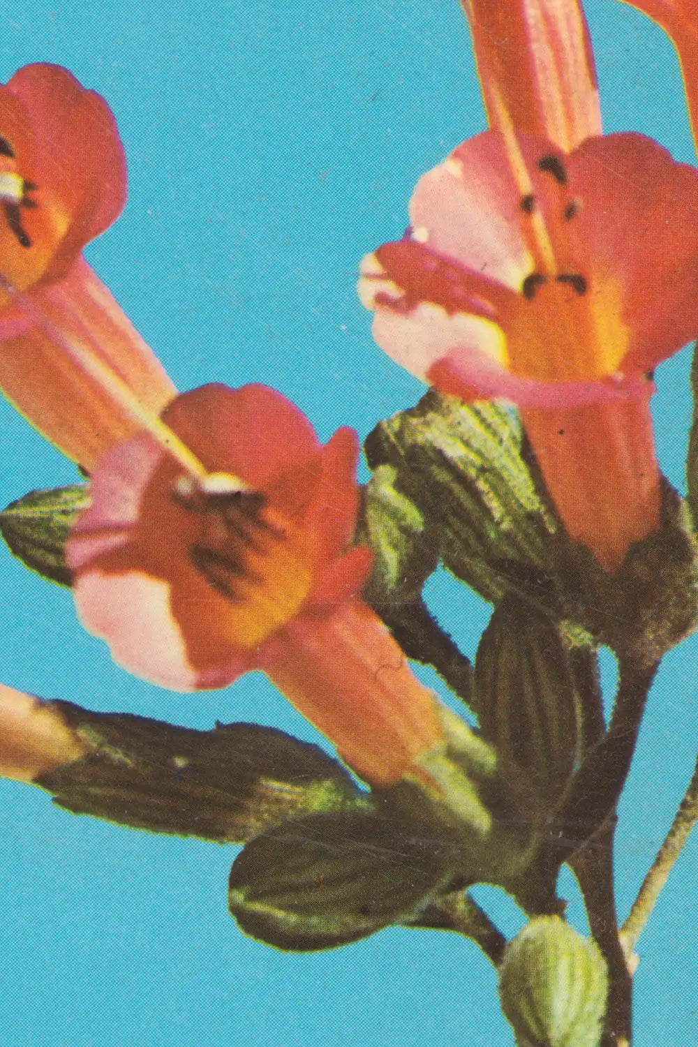 Kantuta Flower Pink Blossoms Teal Sky Fine Art Print、mySite、gigharbornorthrealestate