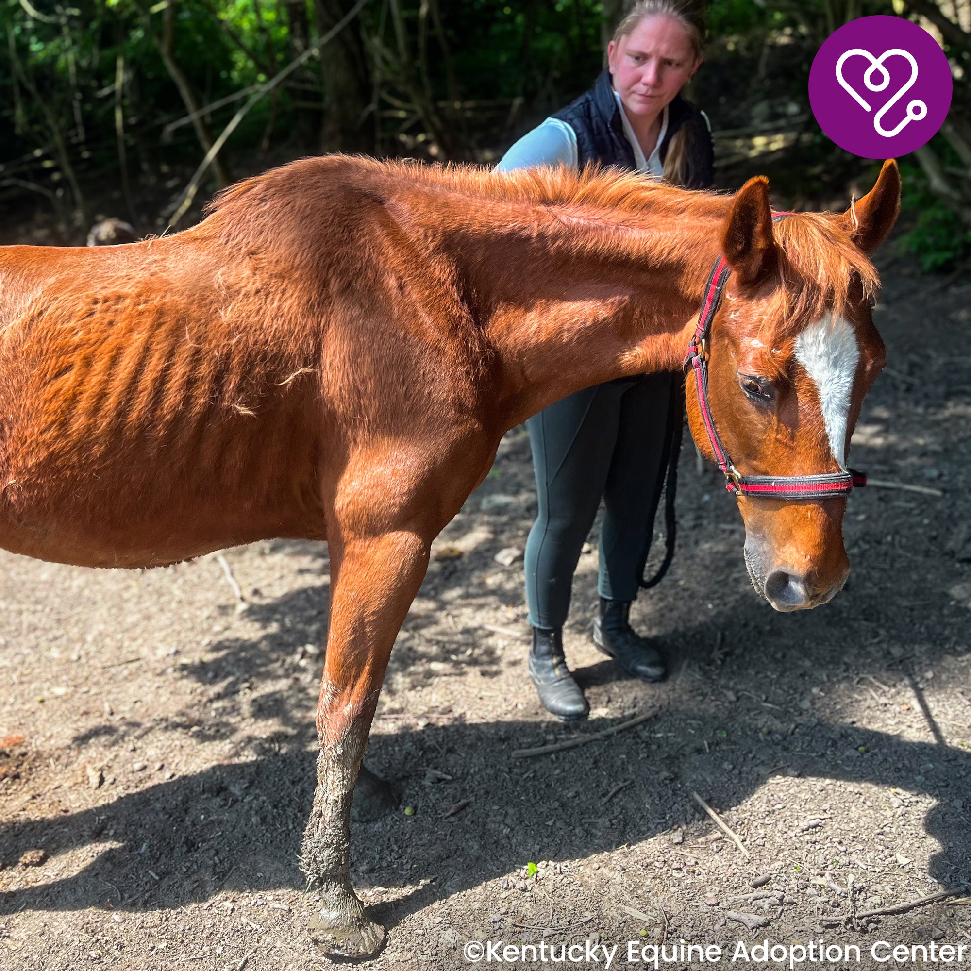 Funded: Help River Regain His Strength、mySite、camillekostekn