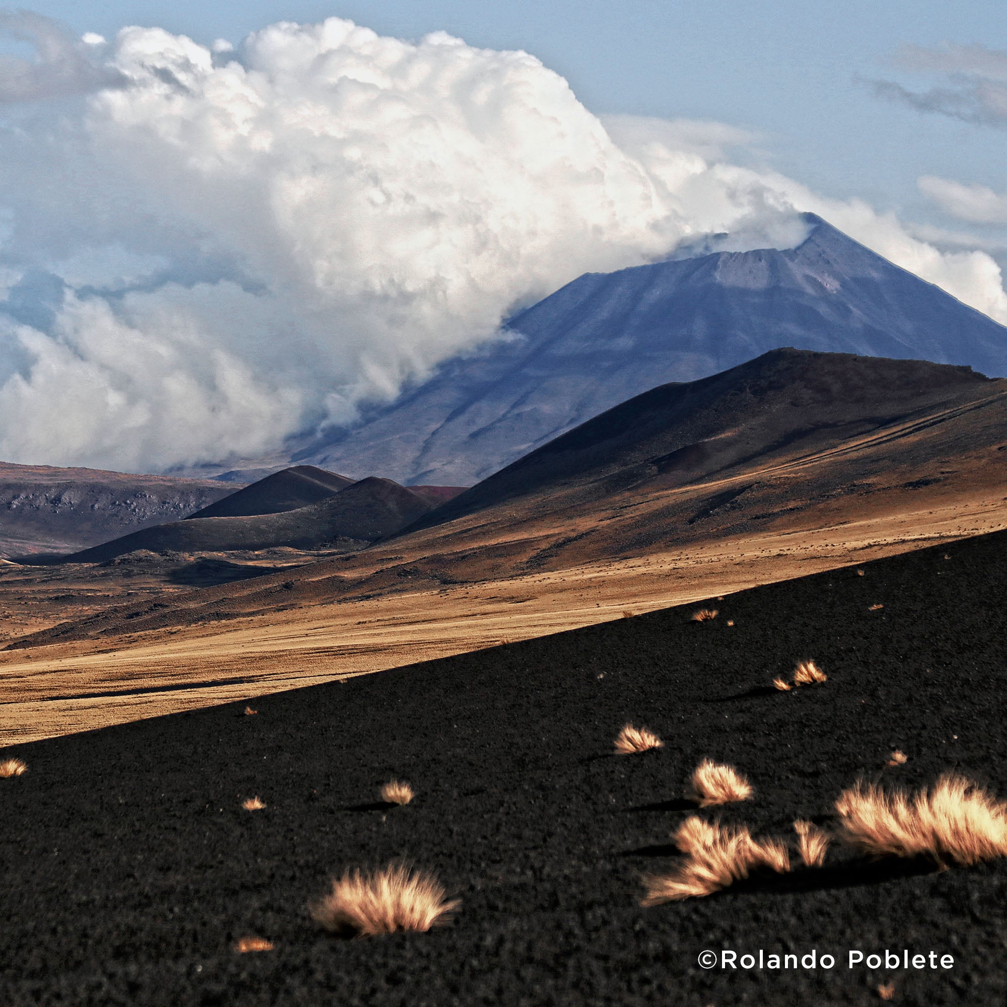 Help Protect Vital Habitat for Endangered Species、mySite、camillekostekn