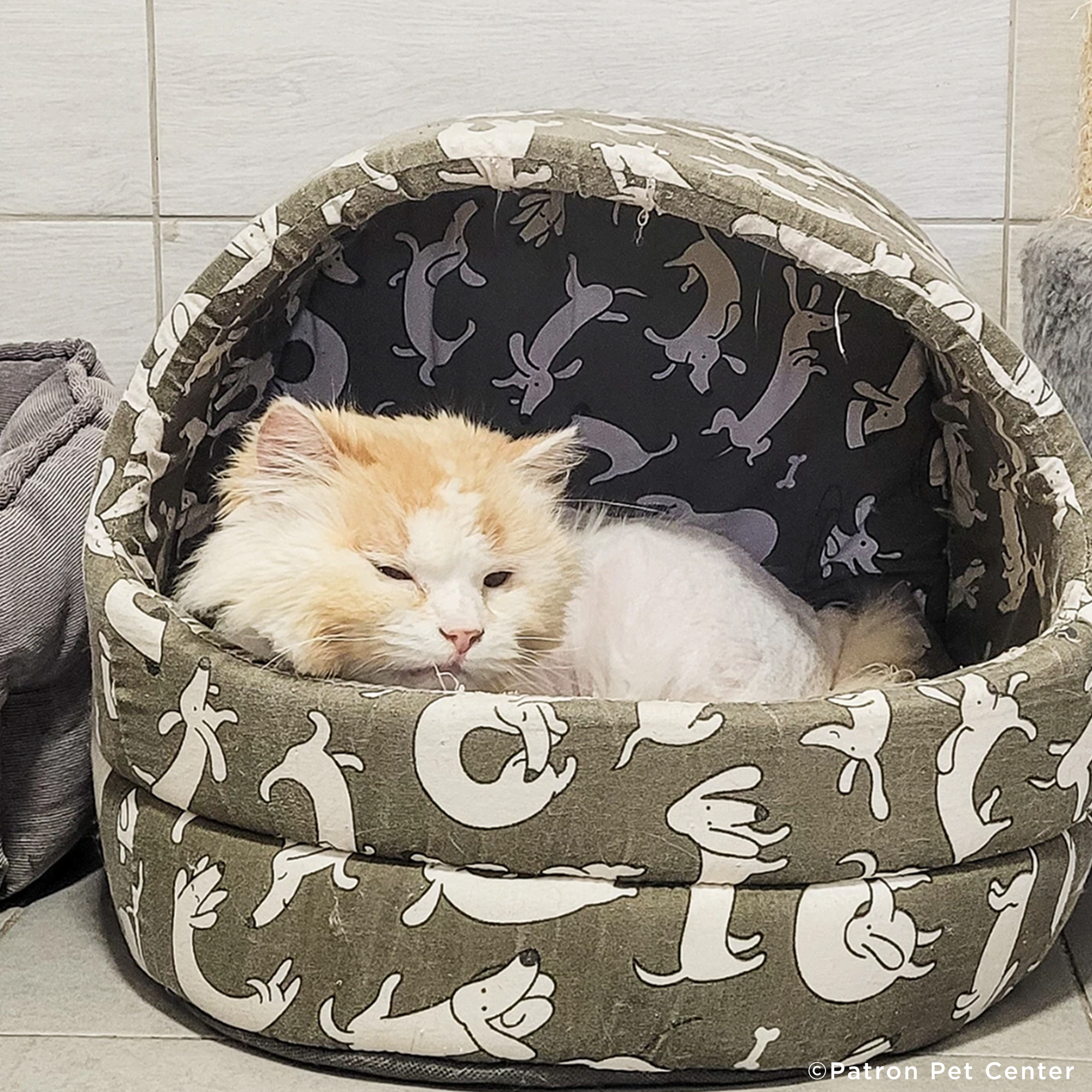 Traumatized Pets Abandoned in Ukraine Need a Safe Haven、mySite、camillekostekn