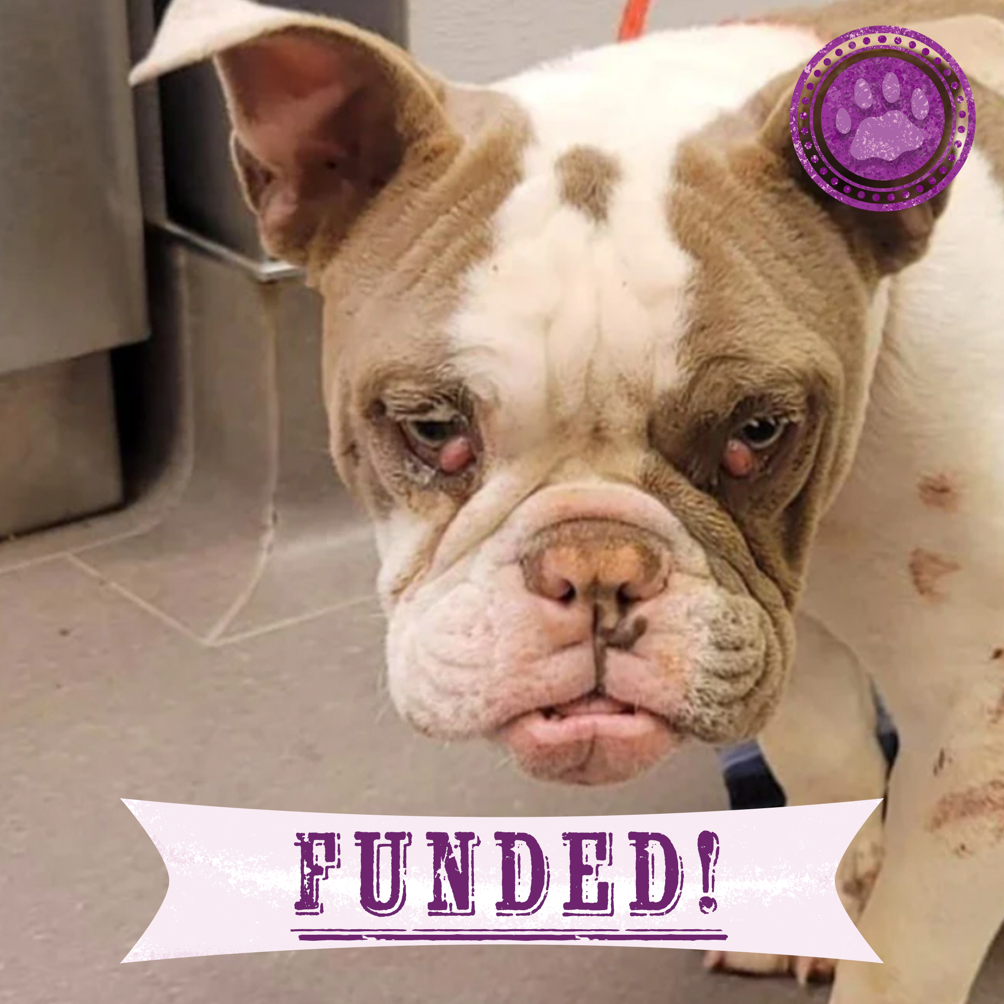 Funded: Help Heal Tonka’s Eyes So He Can See a Brighter Future、mySite、camillekostekn