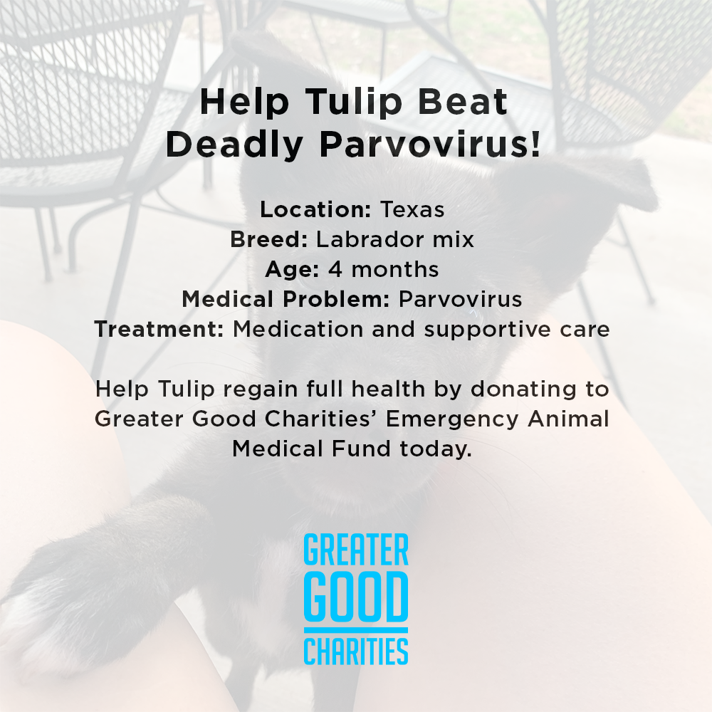 Funded: Help Tulip Beat Deadly Parvovirus、mySite、camillekostekn