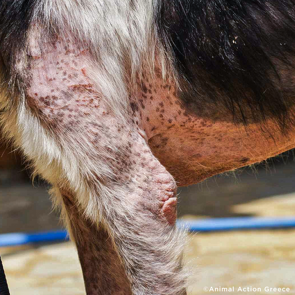 Funded: Heartworm-Positive Dog Found Starving At Dump Needs Us To Survive、mySite、camillekostekn